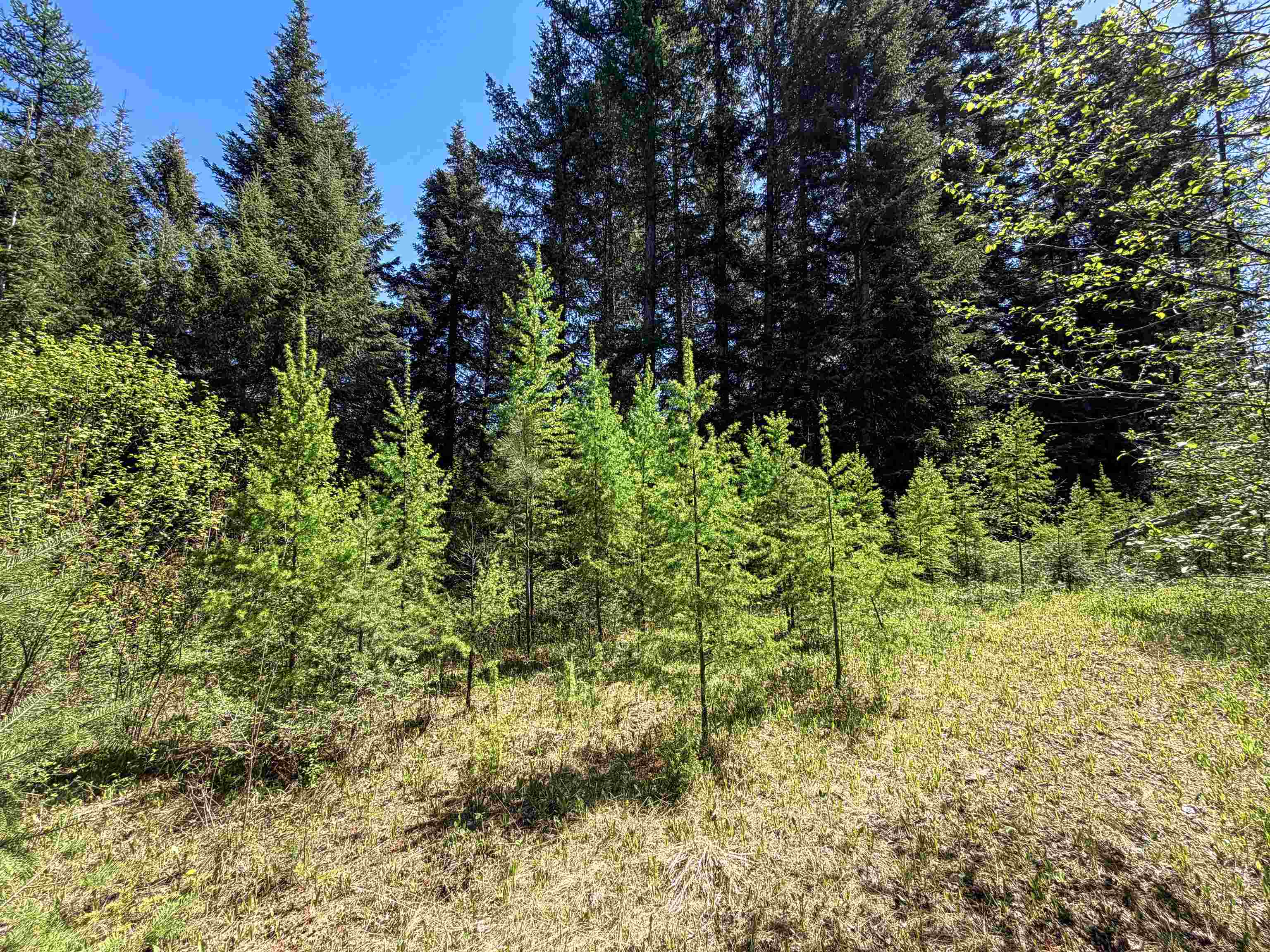 3499-TBD Waitts Lake South Rd - Photo 14