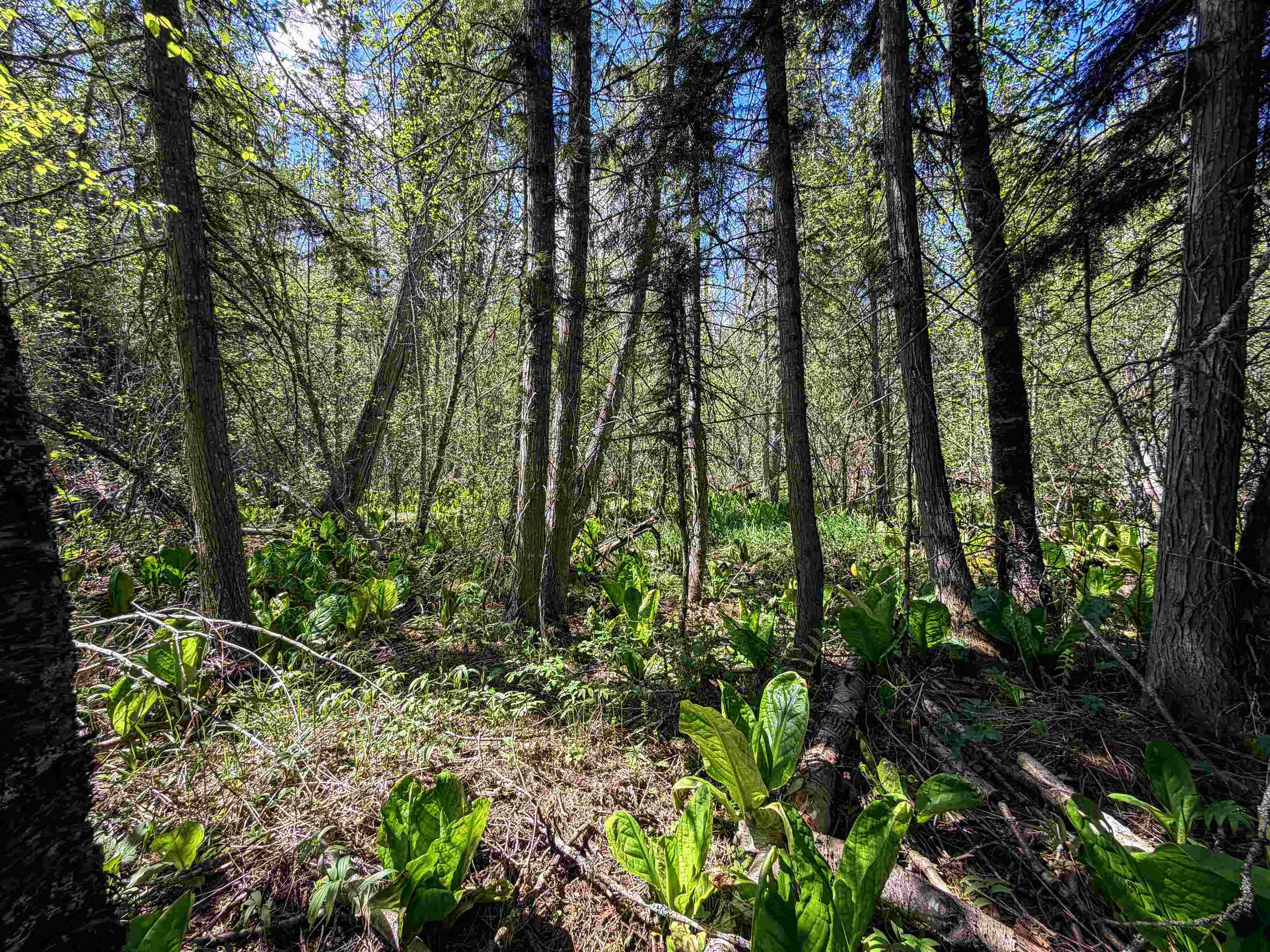3499-TBD Waitts Lake South Rd - Photo 32