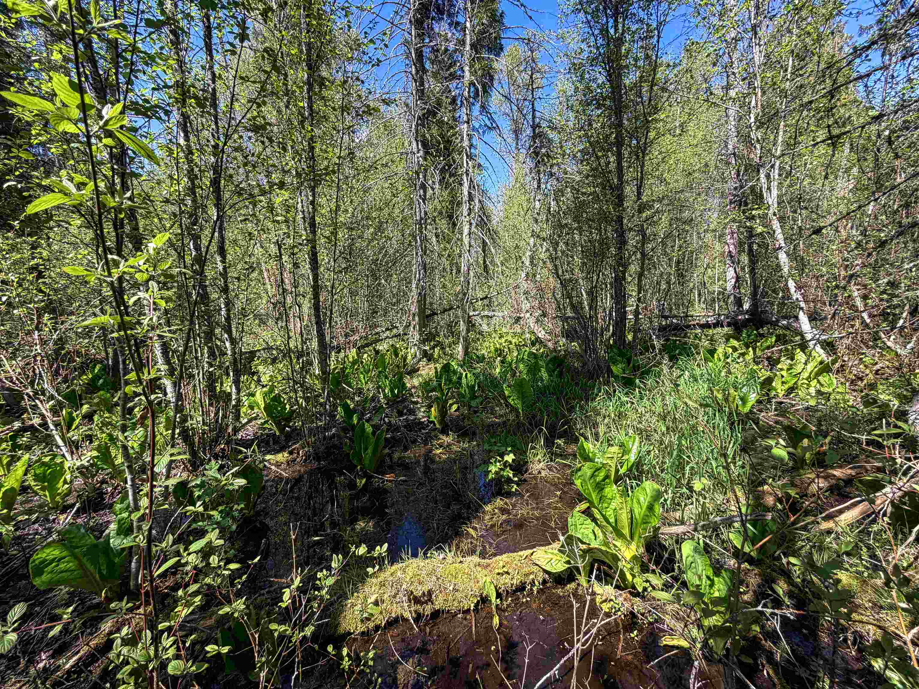 3499-TBD Waitts Lake South Rd - Photo 5