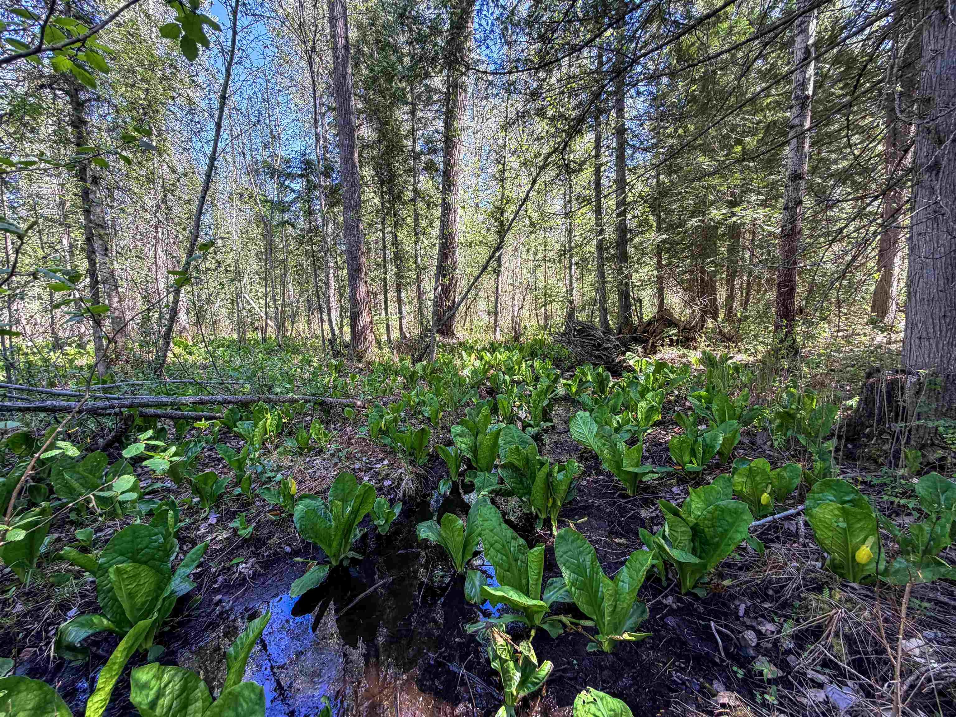 3499-TBD Waitts Lake South Rd - Photo 6