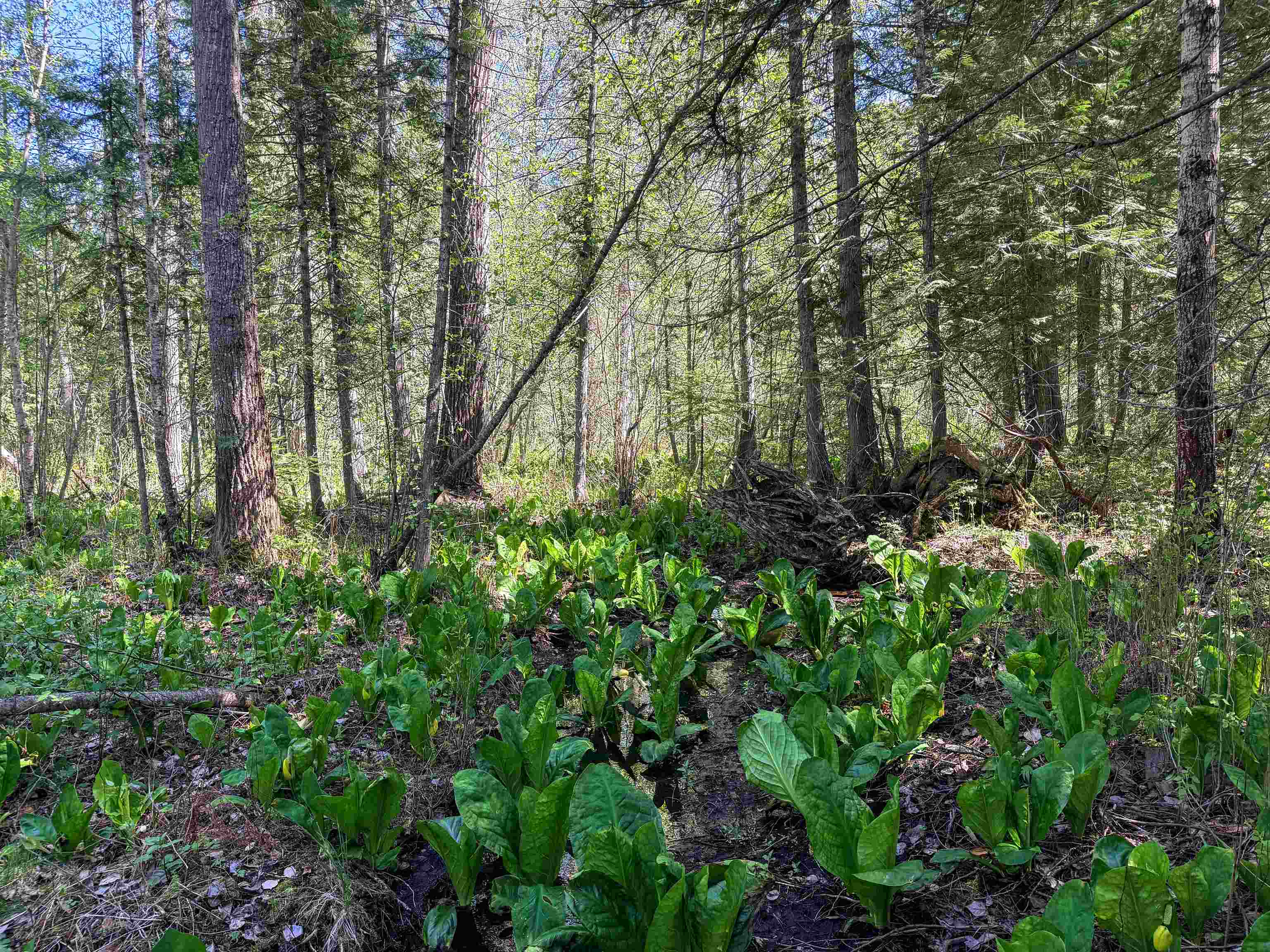 3499-TBD Waitts Lake South Rd - Photo 7