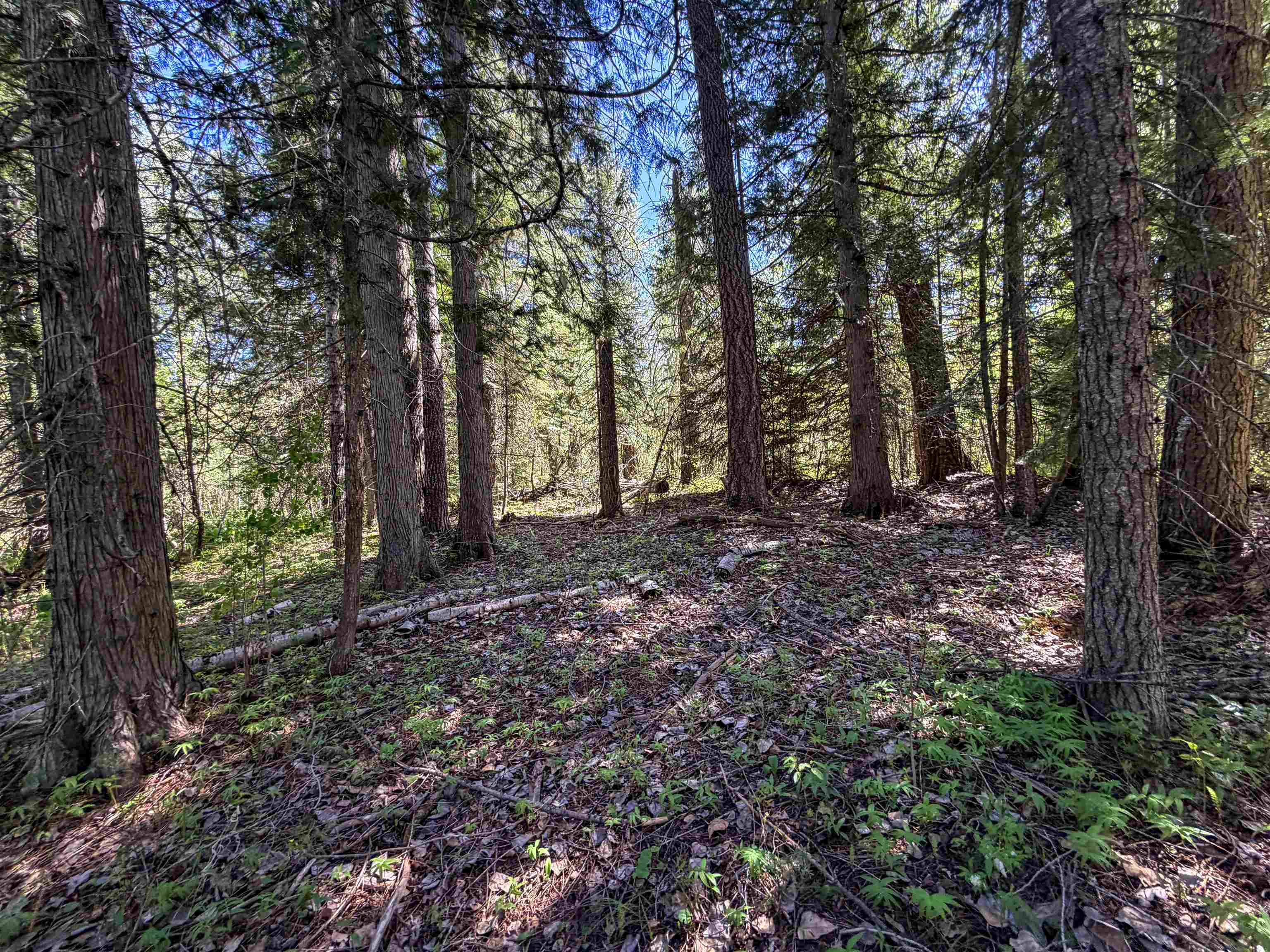 3499-TBD Waitts Lake South Rd - Photo 8