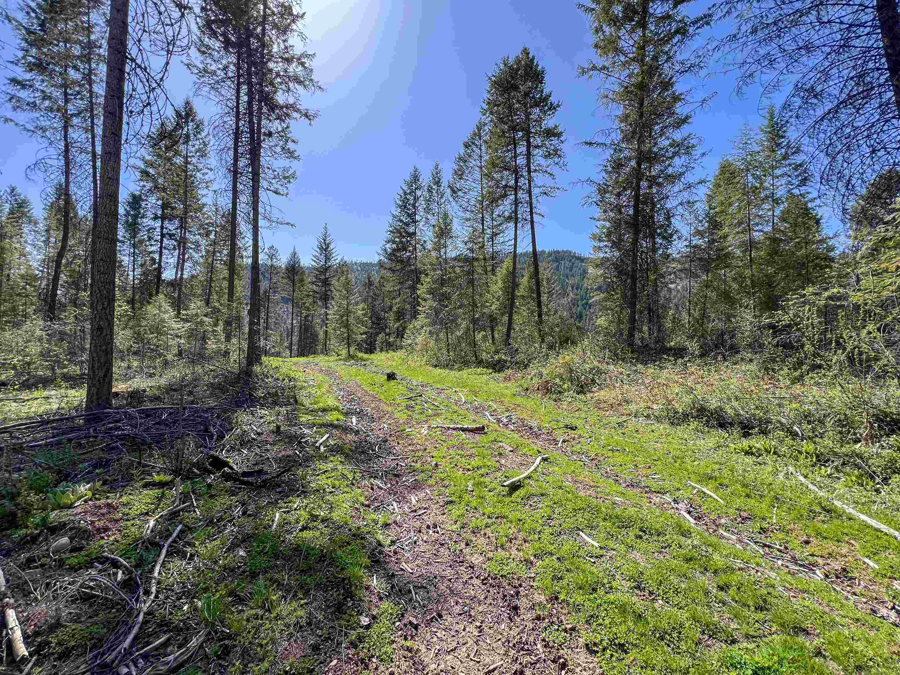16-TBD Williams Lake Rd - Photo 11