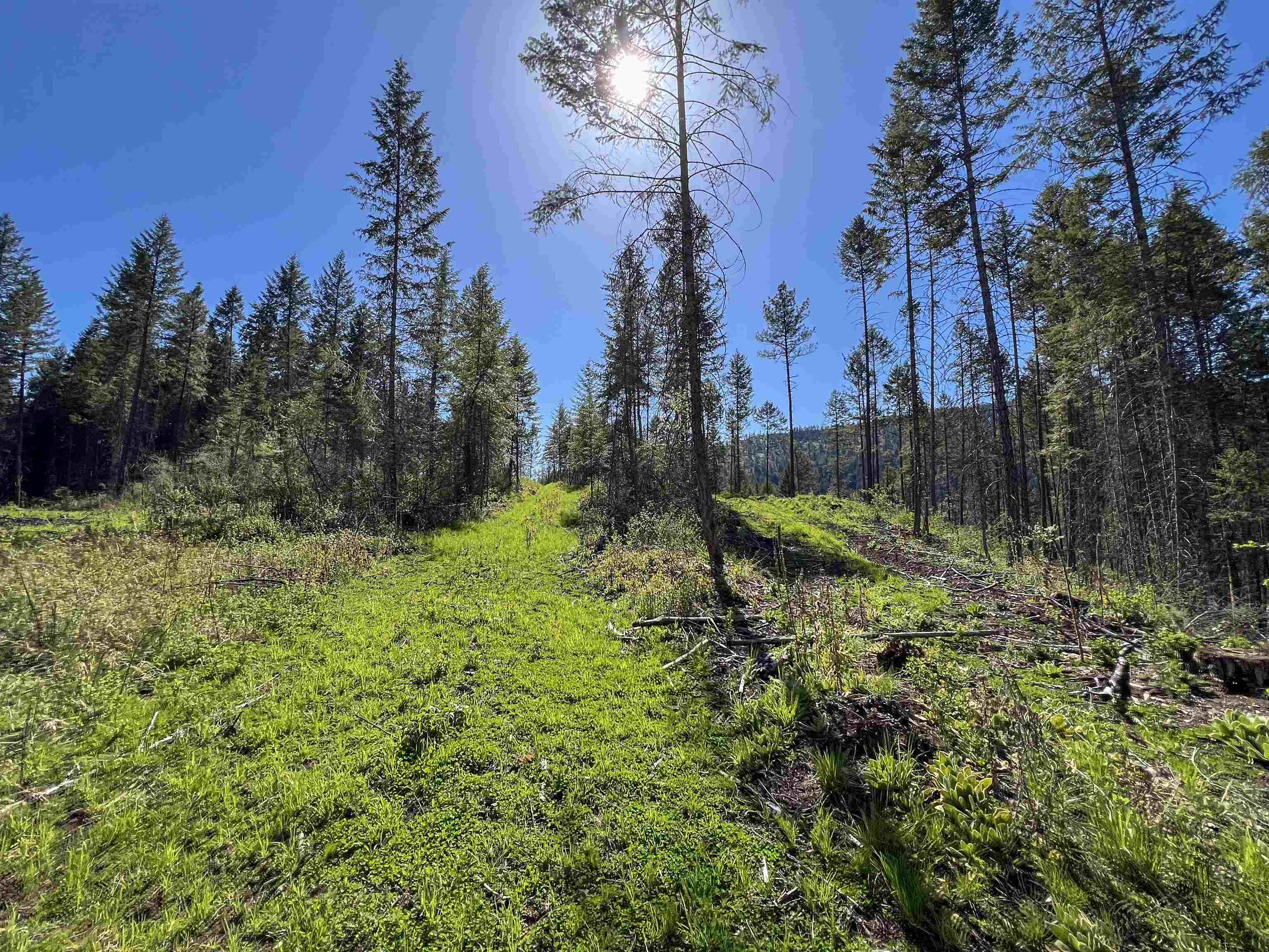 16-TBD Williams Lake Rd - Photo 14