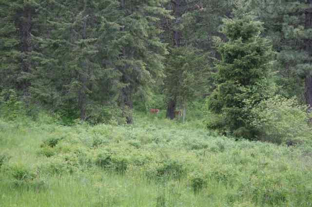 4247  E OLD SPRINGDALE Hwy - Photo 8