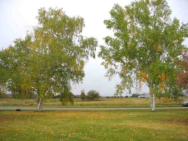 2115 Brittain Ln - Photo 4