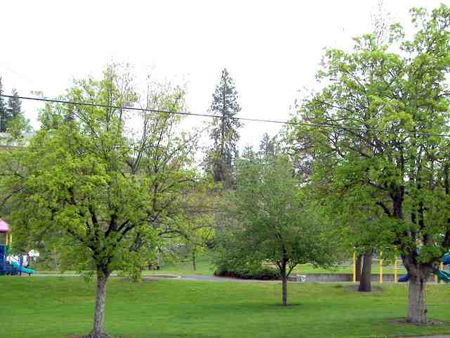 1117  W Alice Ave - Photo 9