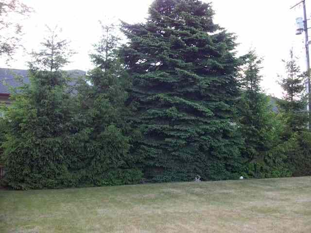 5923  N ADDISON St - Photo 9