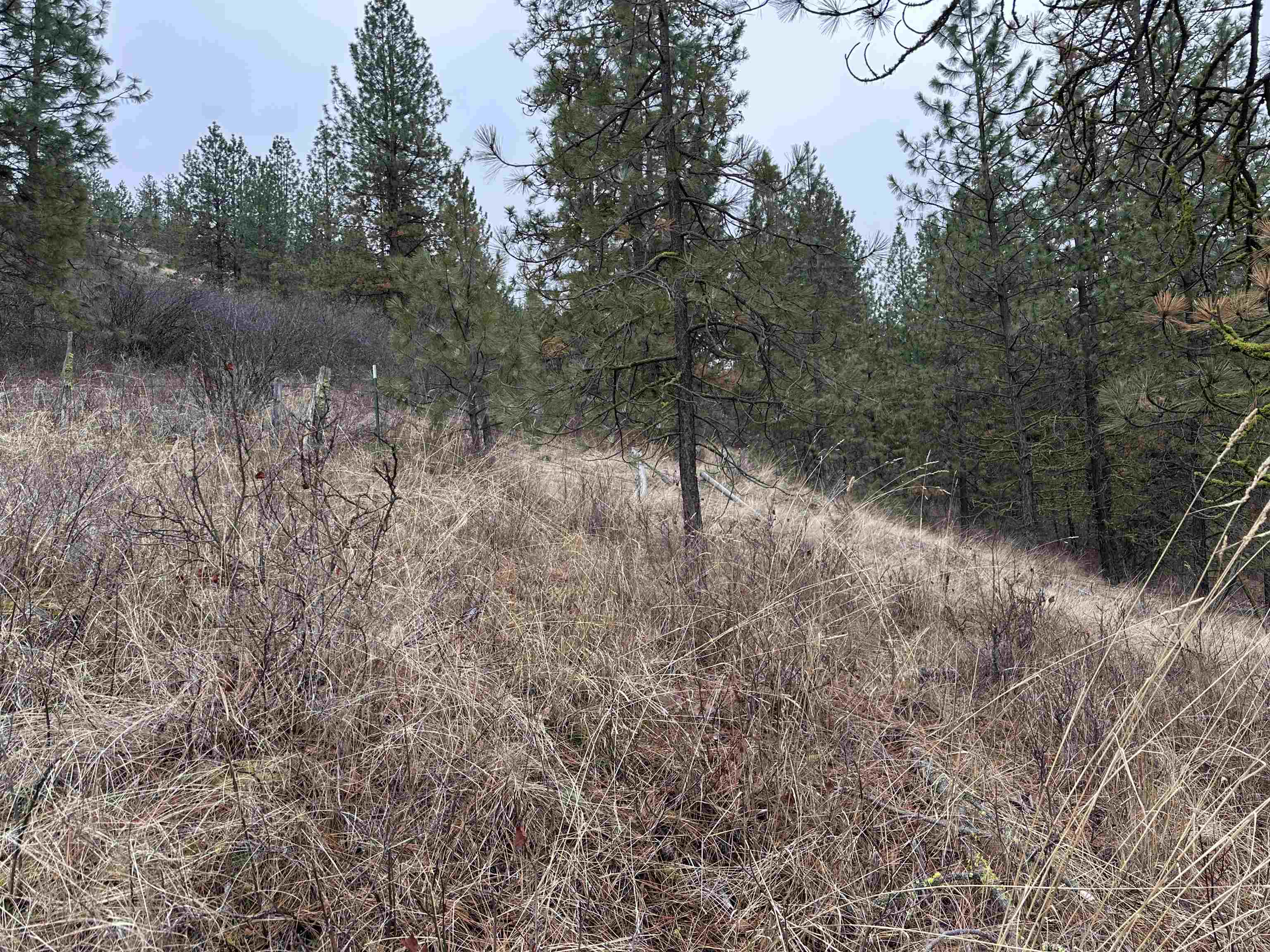 3250 Daisy Mine Rd - Photo 3
