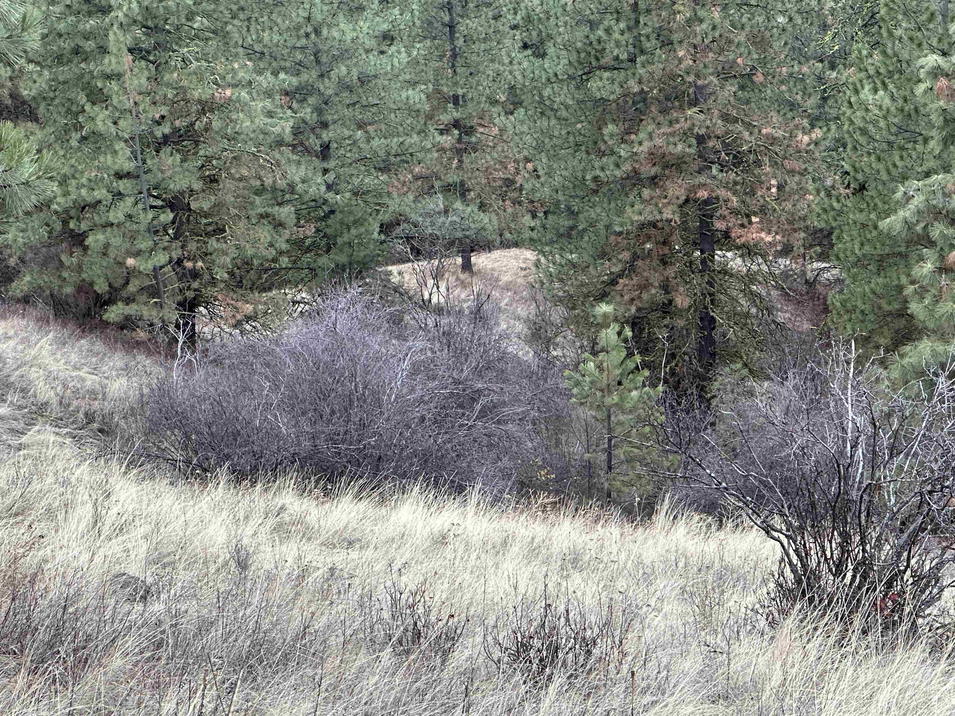 3250 Daisy Mine Rd - Photo 5