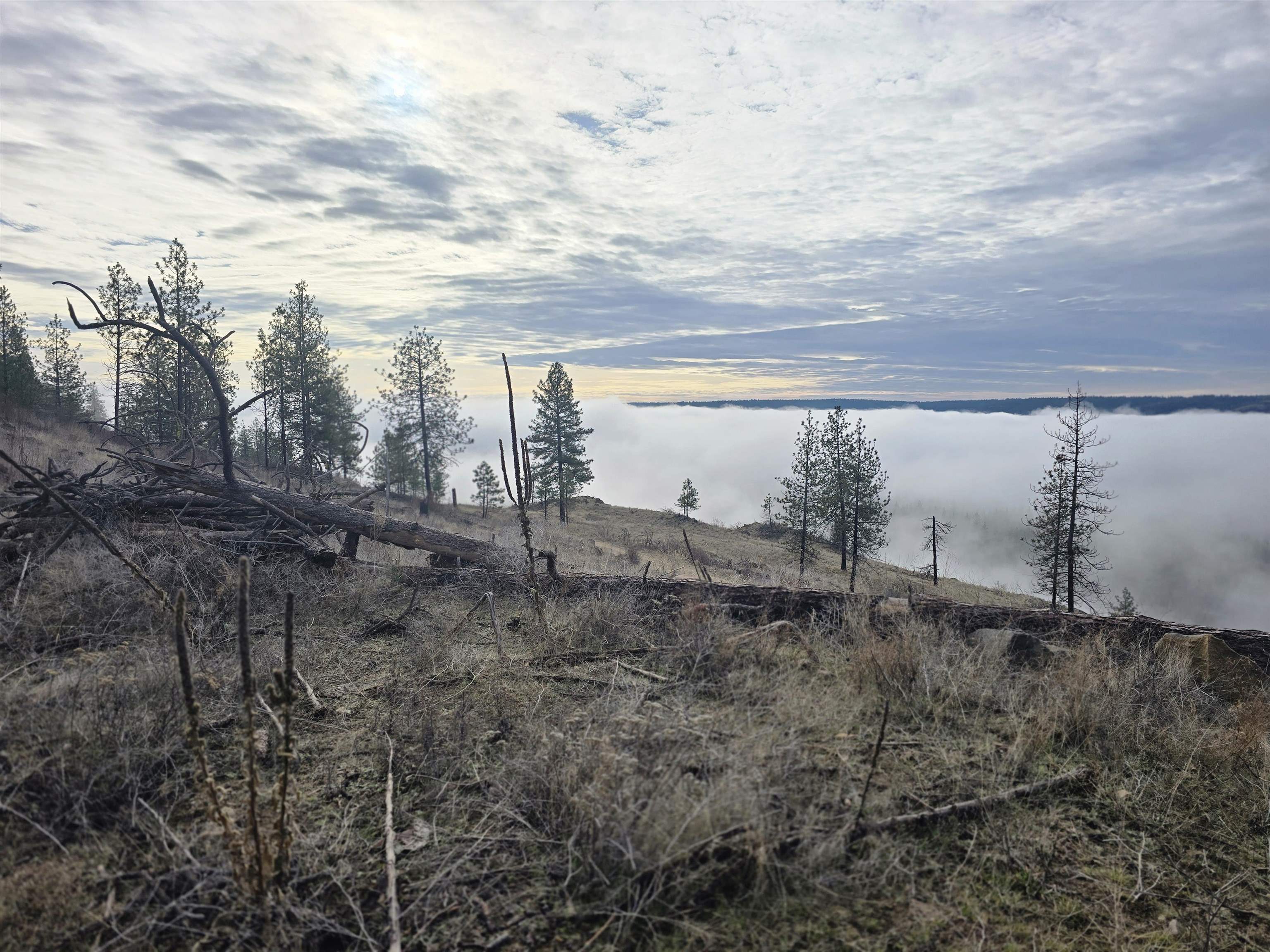 XX Pine Ridge Way - Photo 2