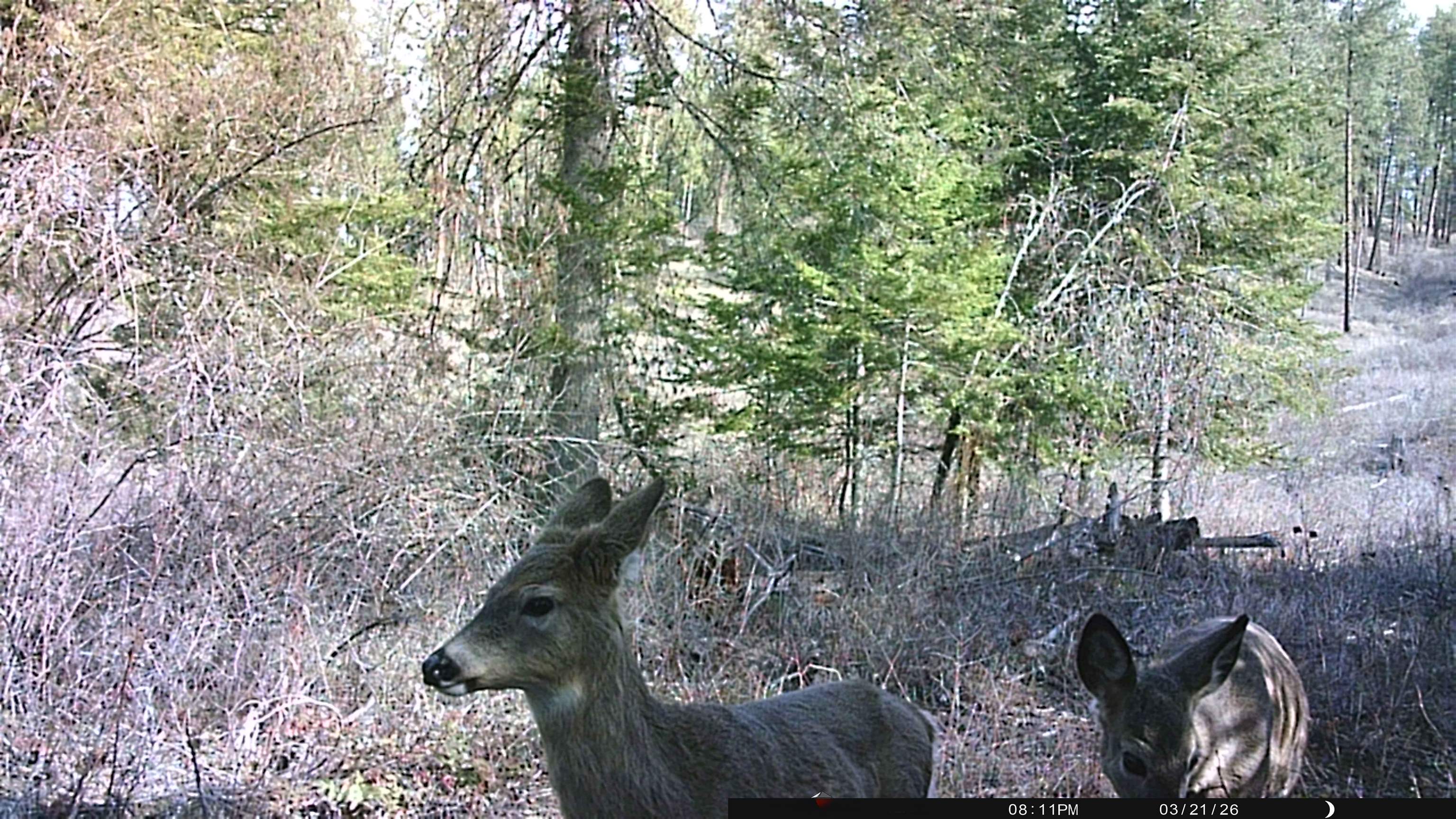 NKA Best Chance Rd - Photo 36