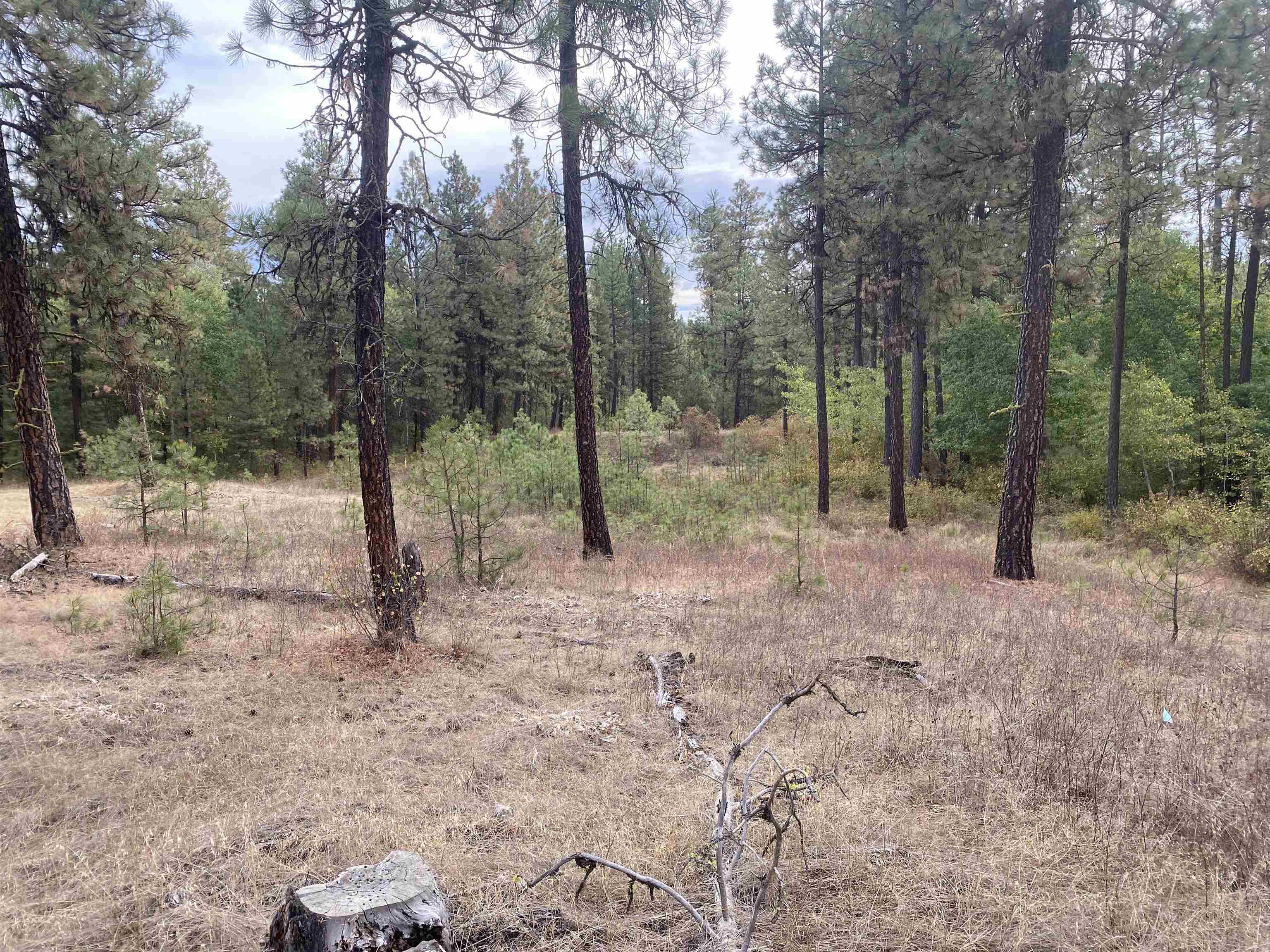 TBD Lorna Ln - Photo 11