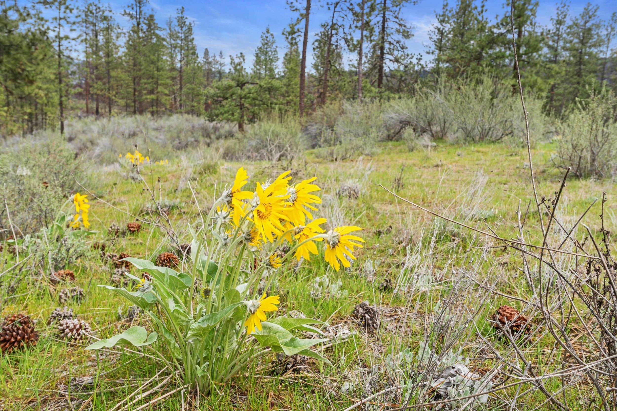 36480 N Western Pines Dr - Photo 13