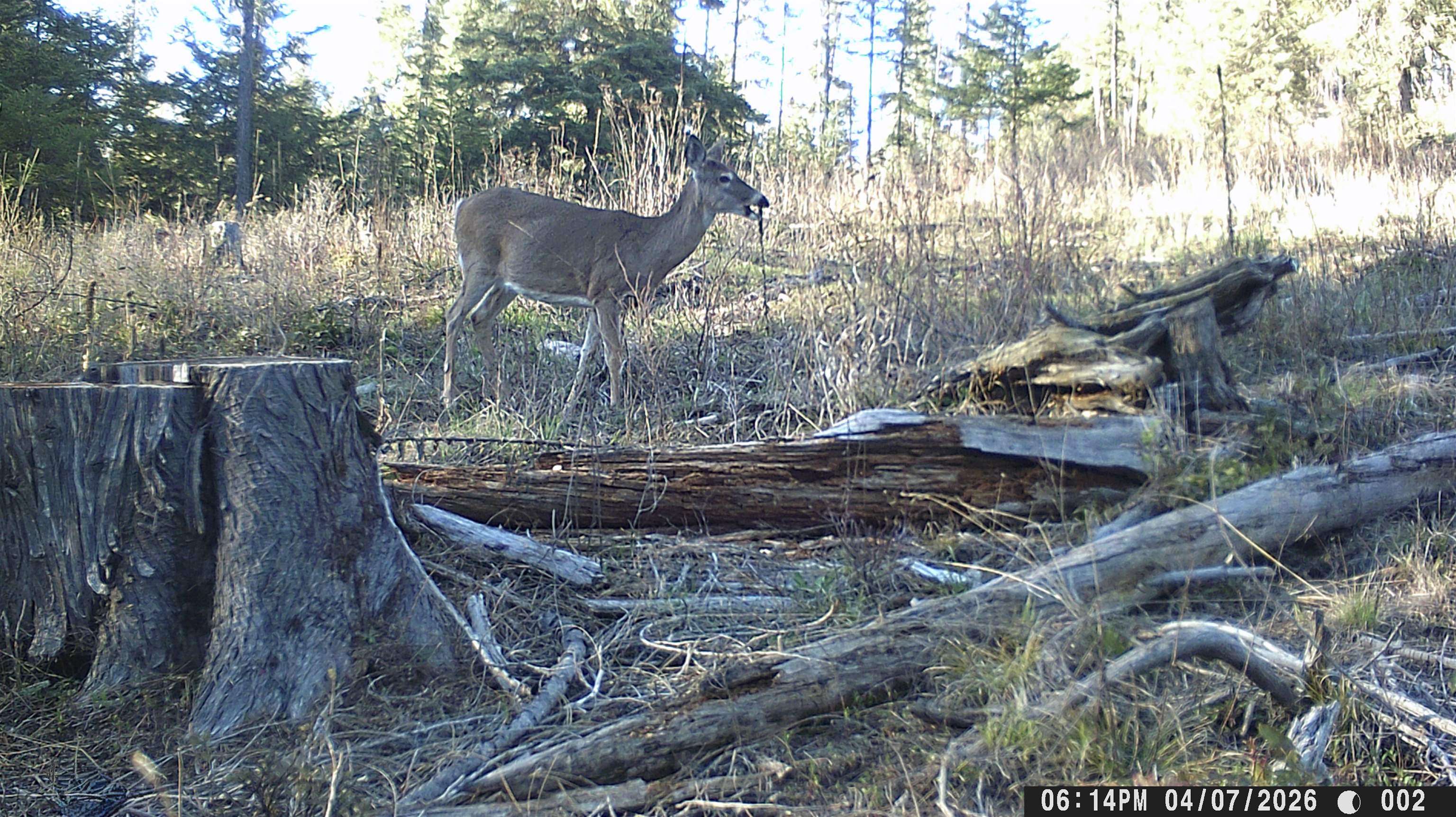 NKA Best Chance Rd - Photo 43