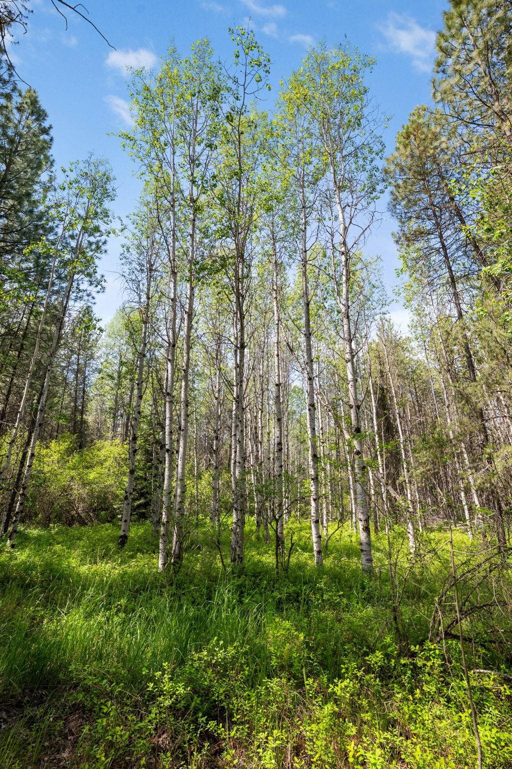 XX McKENZIE Rd - Photo 22