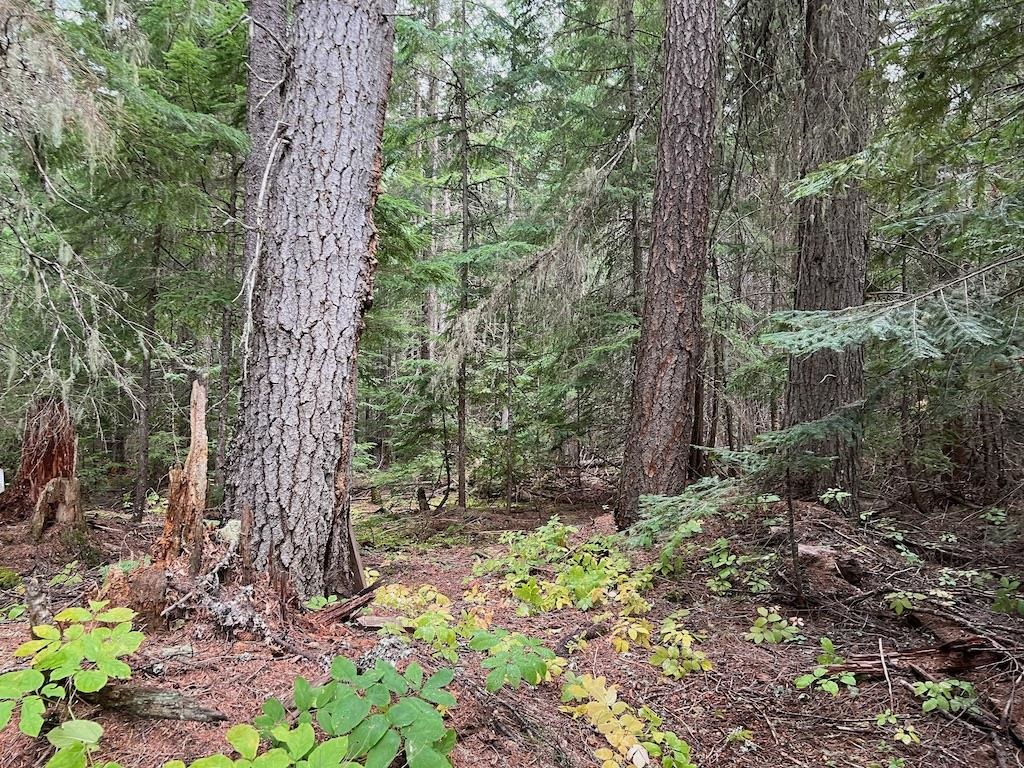 NKA Soggy Bottom Ln - Photo 13