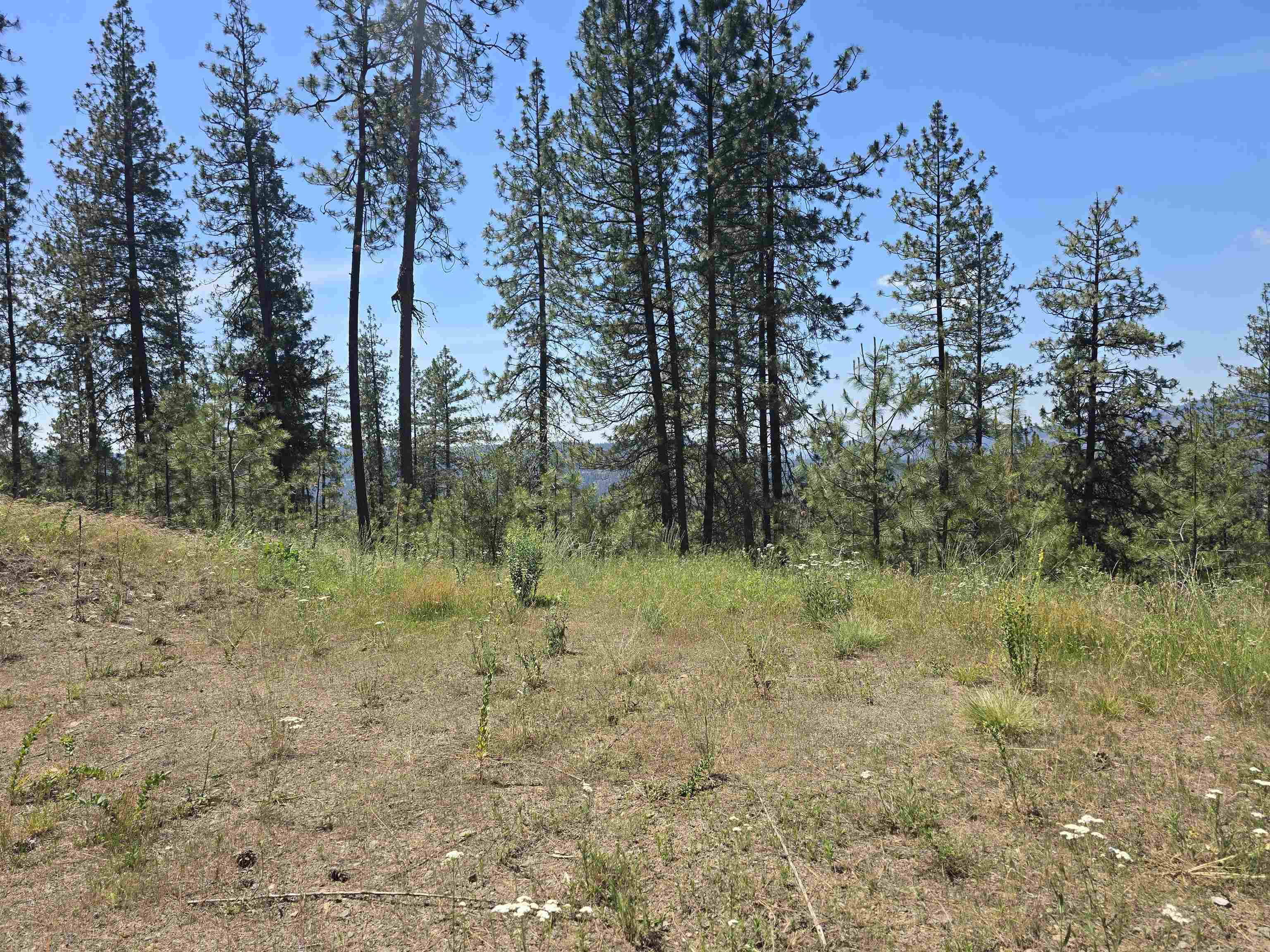 XX Pine Ridge Way - Photo 48