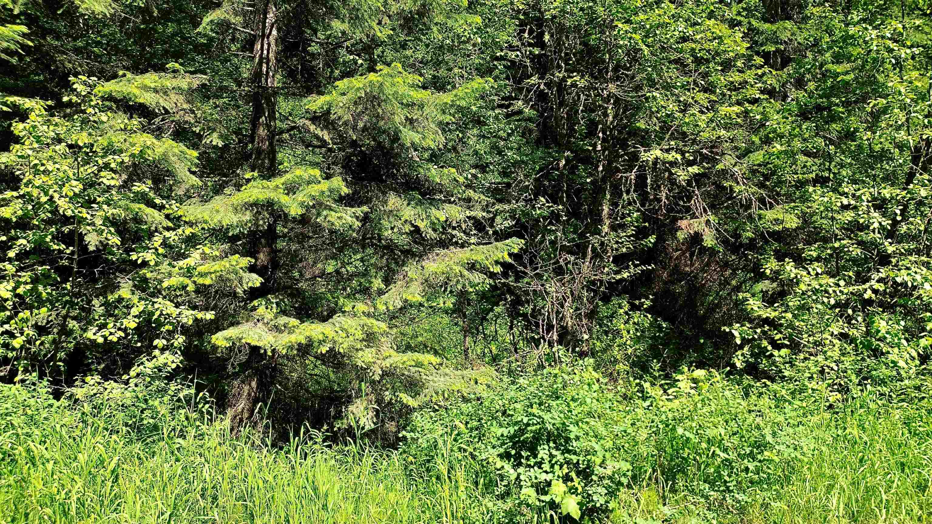 NNA McCloud Creek Rd - Photo 2