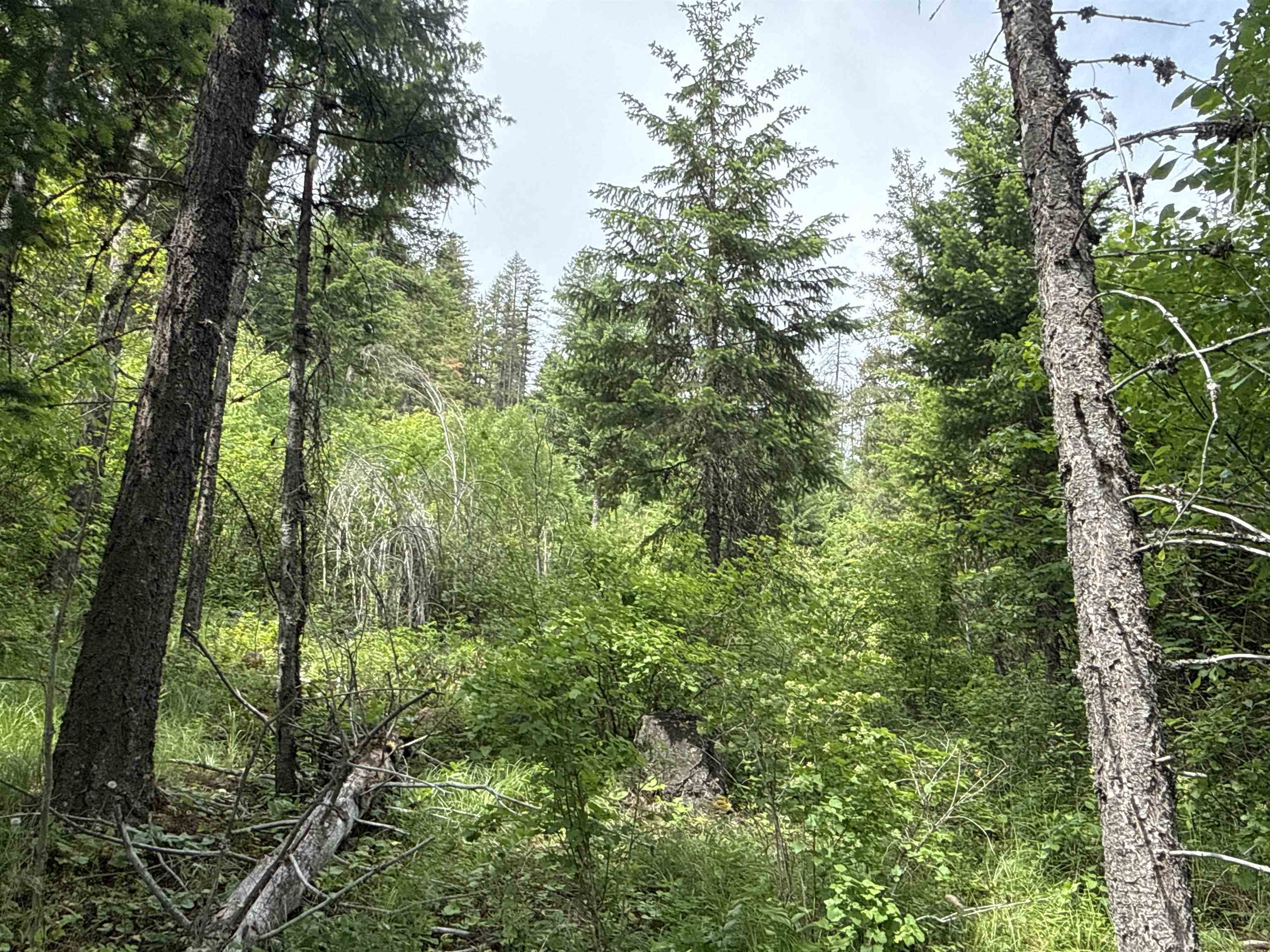 NKA Deer Creek Rd - Photo 10