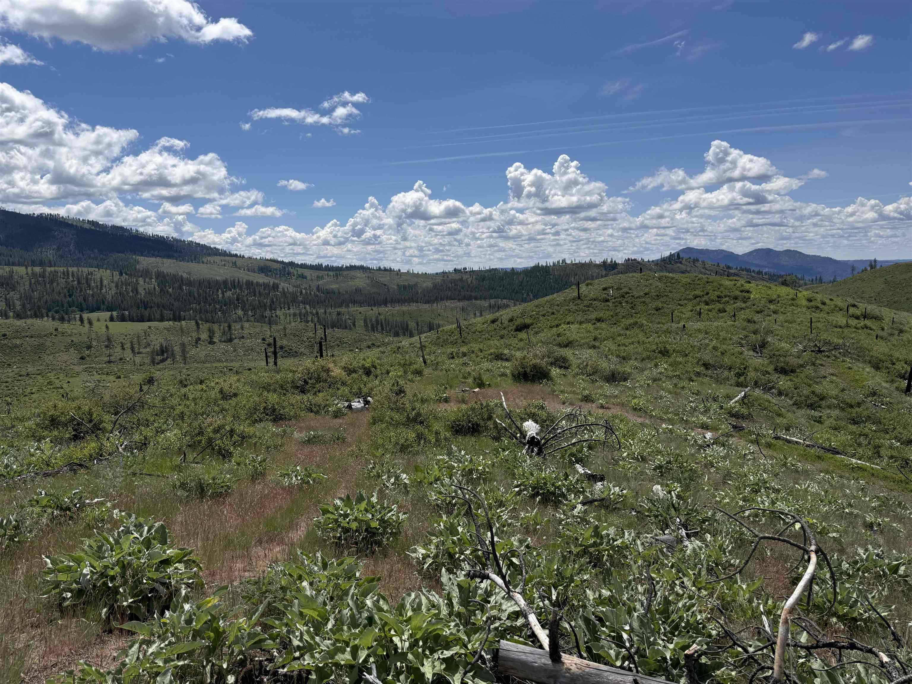 TBD Coyote Canyon Rd - Photo 2