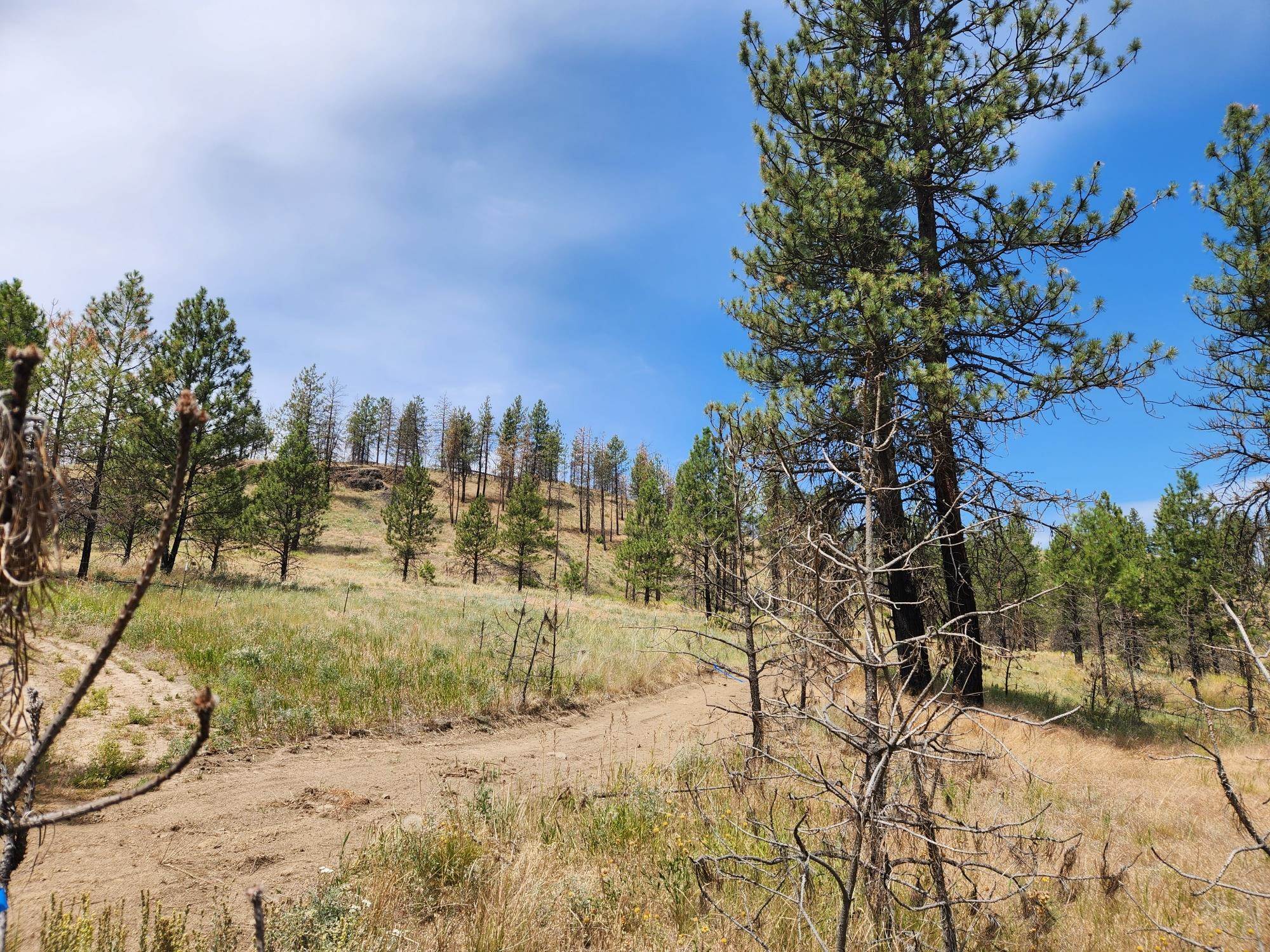 31XYZ Hawk Creek Ranch Rd - Photo 4
