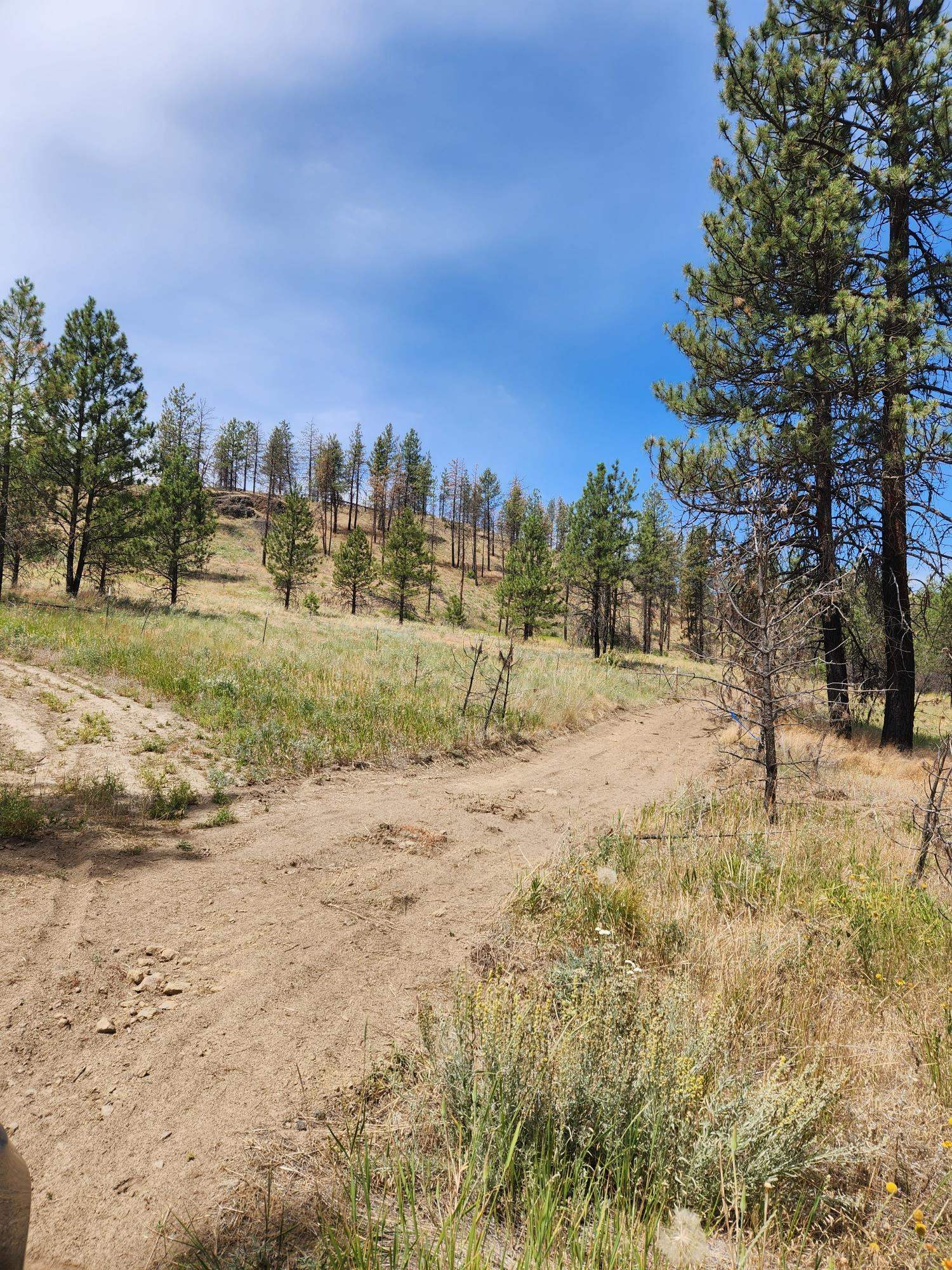 31XYZ Hawk Creek Ranch Rd - Photo 6
