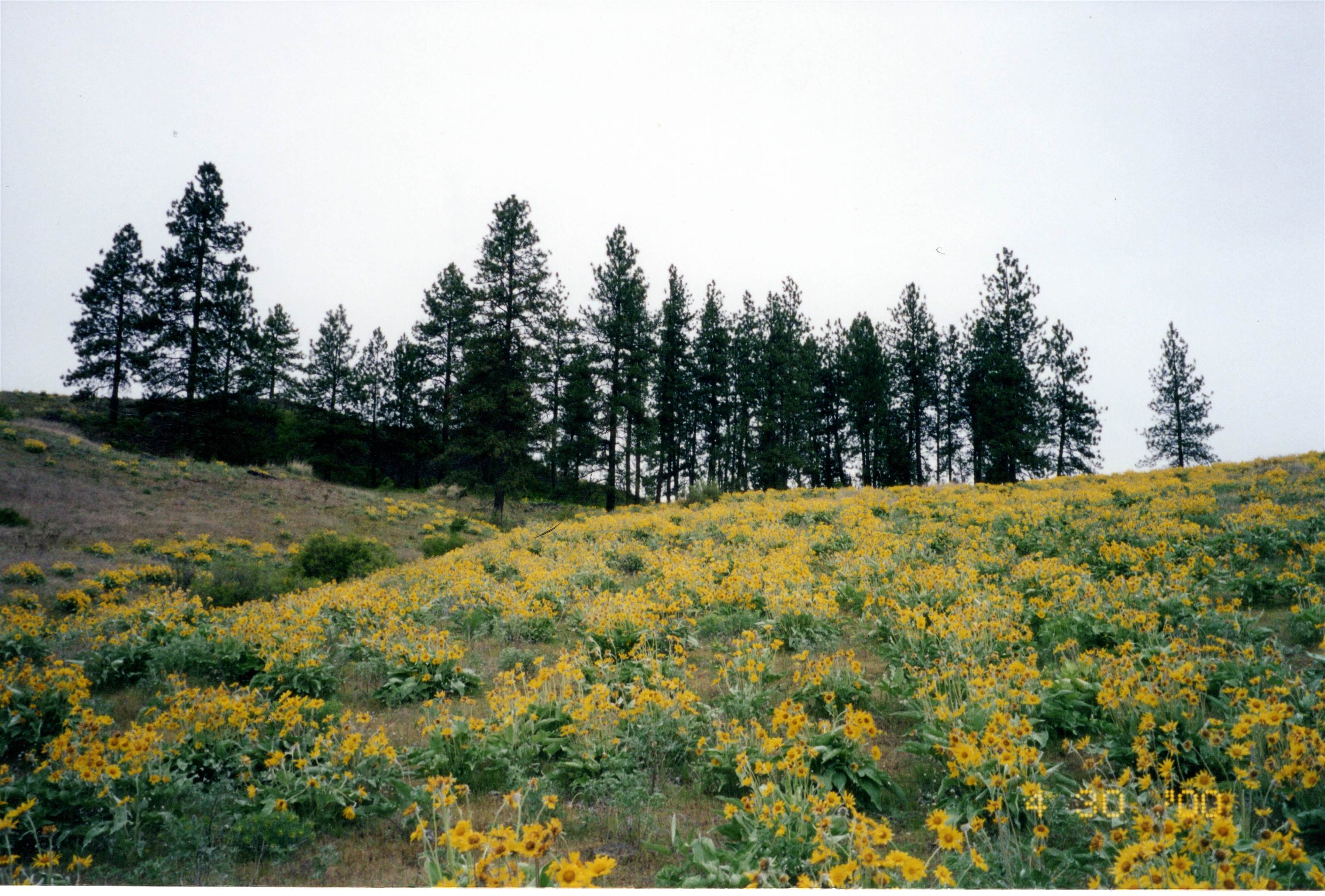 31XYZ Hawk Creek Ranch Rd - Photo 12
