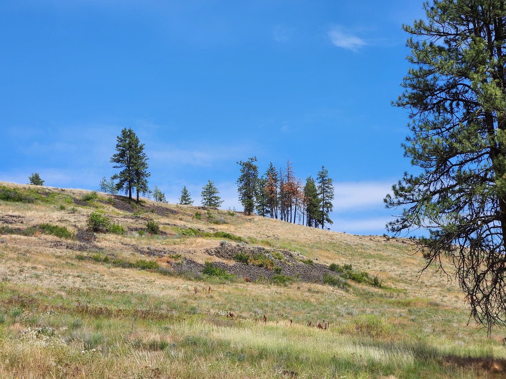 31XYZ Hawk Creek Ranch Rd - Photo 19