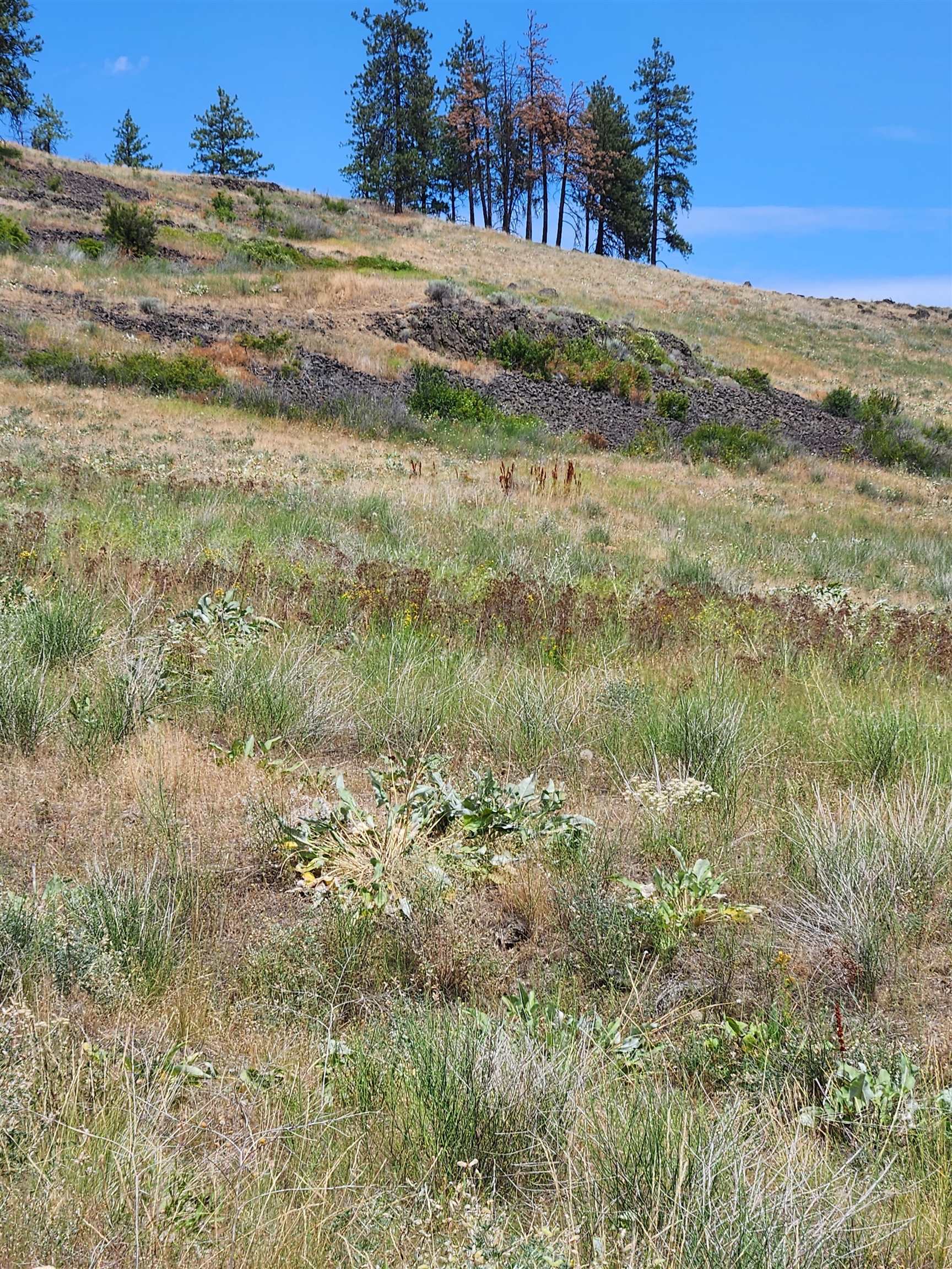 31XYZ Hawk Creek Ranch Rd - Photo 21