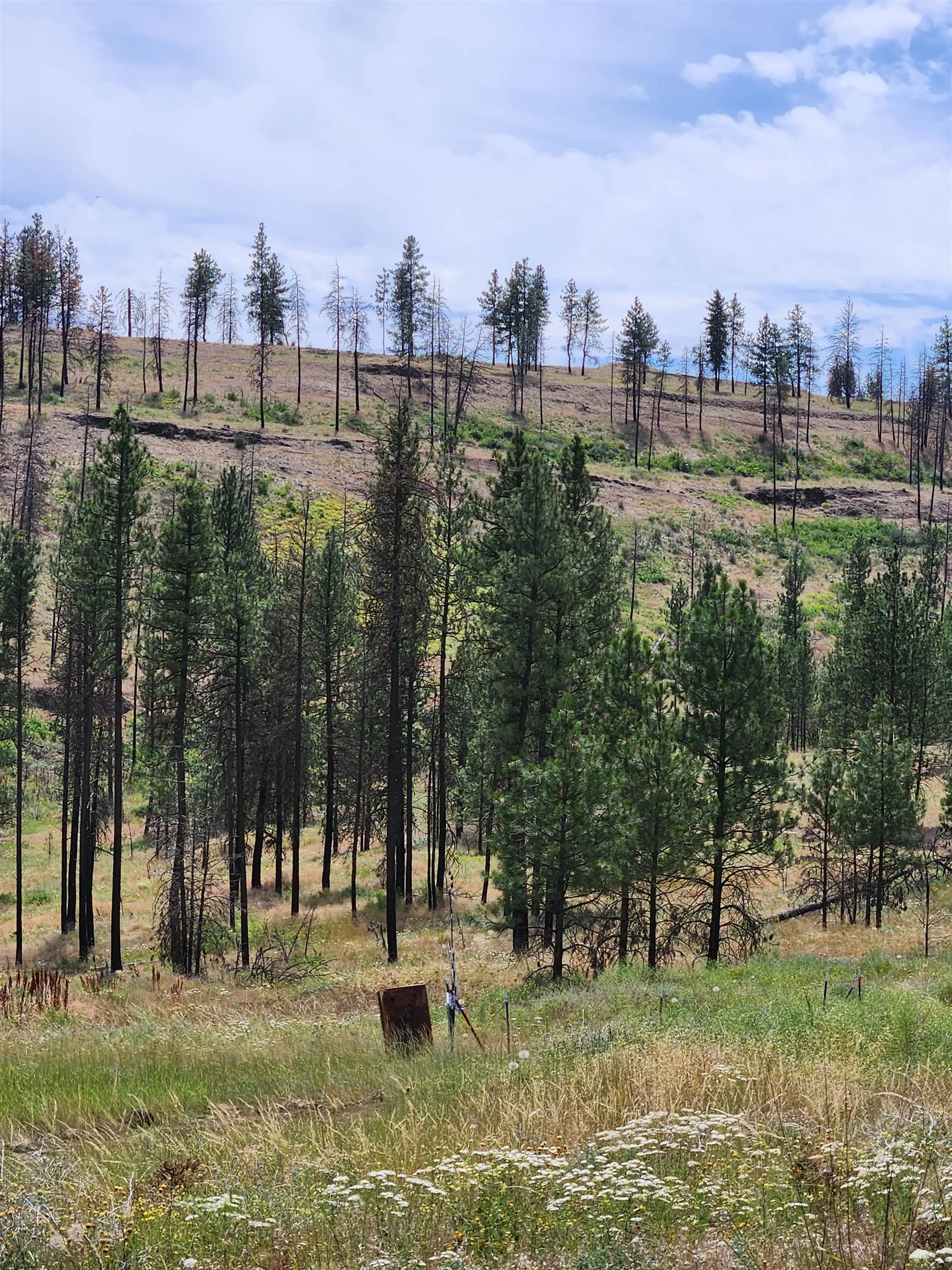 31XYZ Hawk Creek Ranch Rd - Photo 22