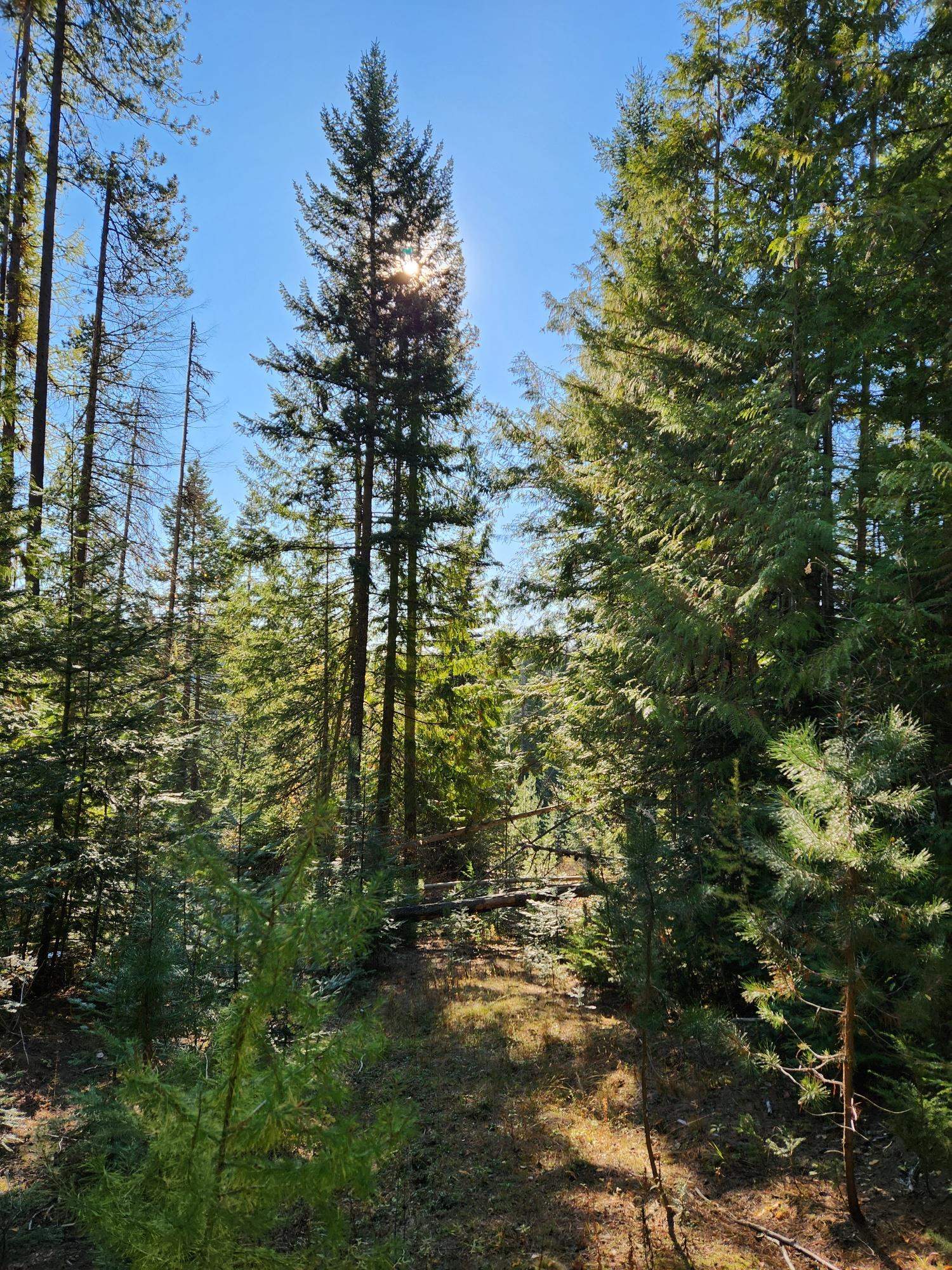 234XX N Mt Spokane Park Dr - Photo 23