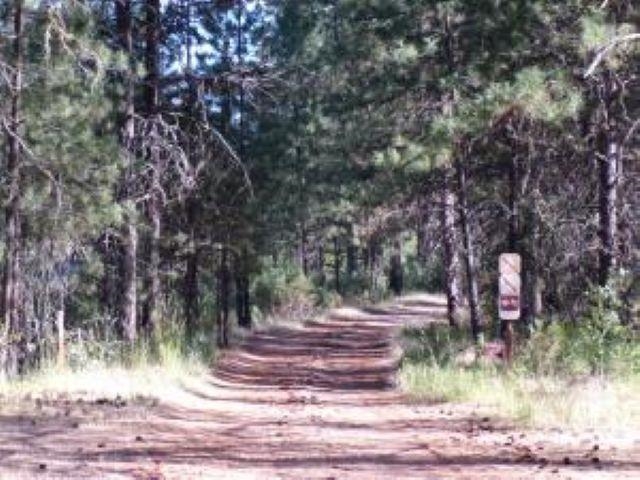 13 LITTLE JOES Rd - Photo 36