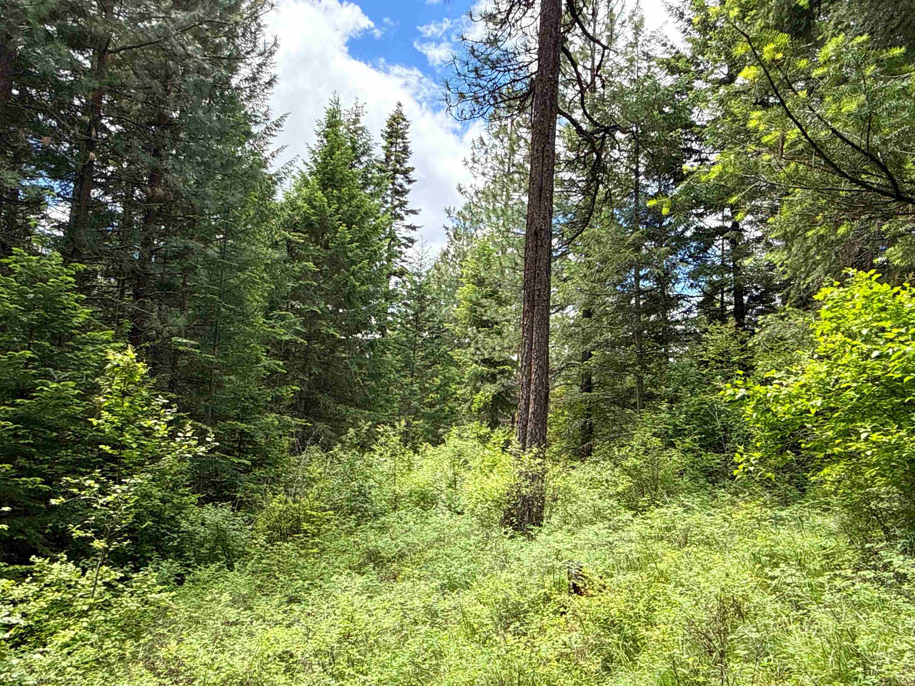 NKA Deer Ln - Photo 6