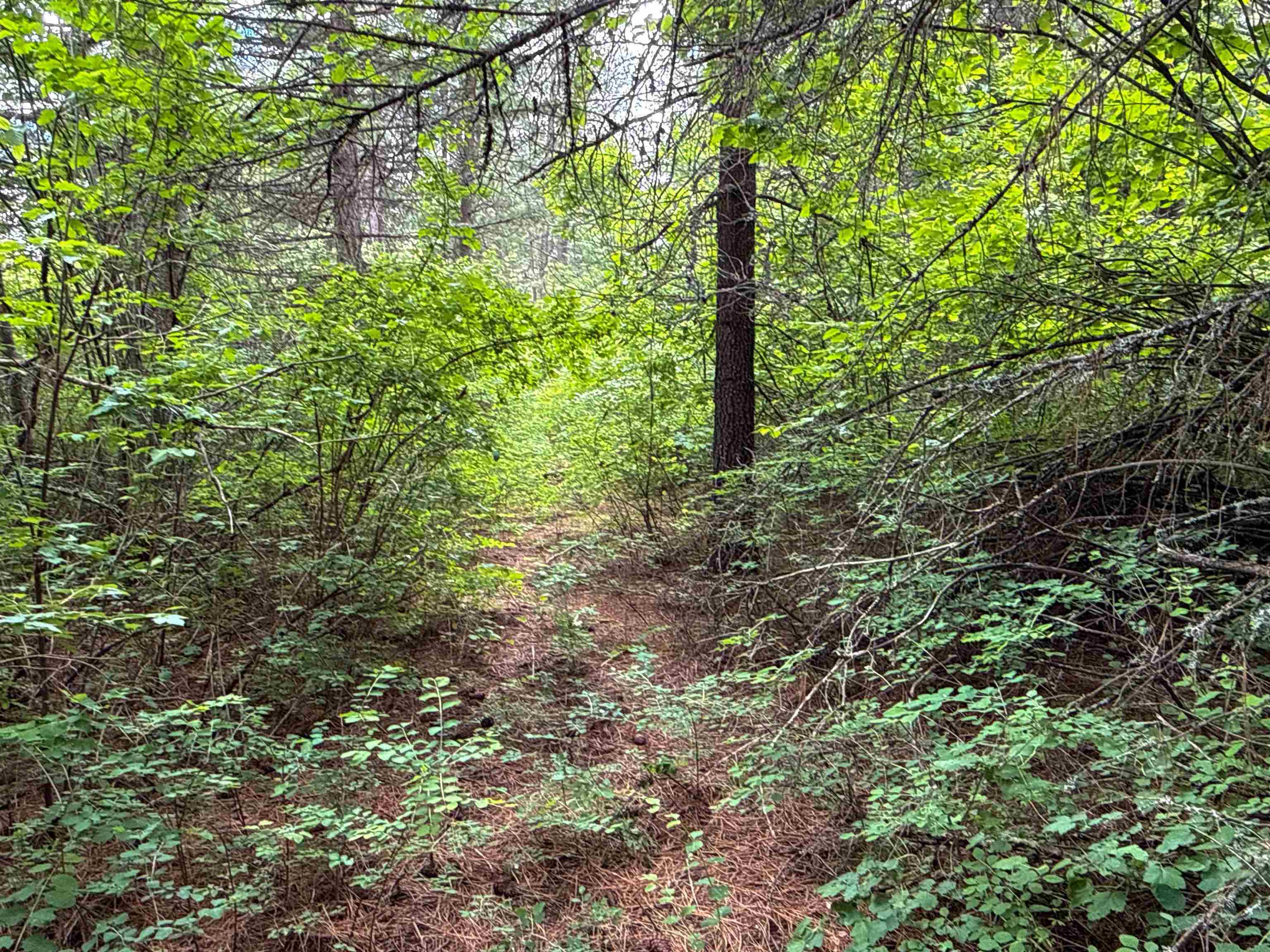 NKA Deer Ln - Photo 14