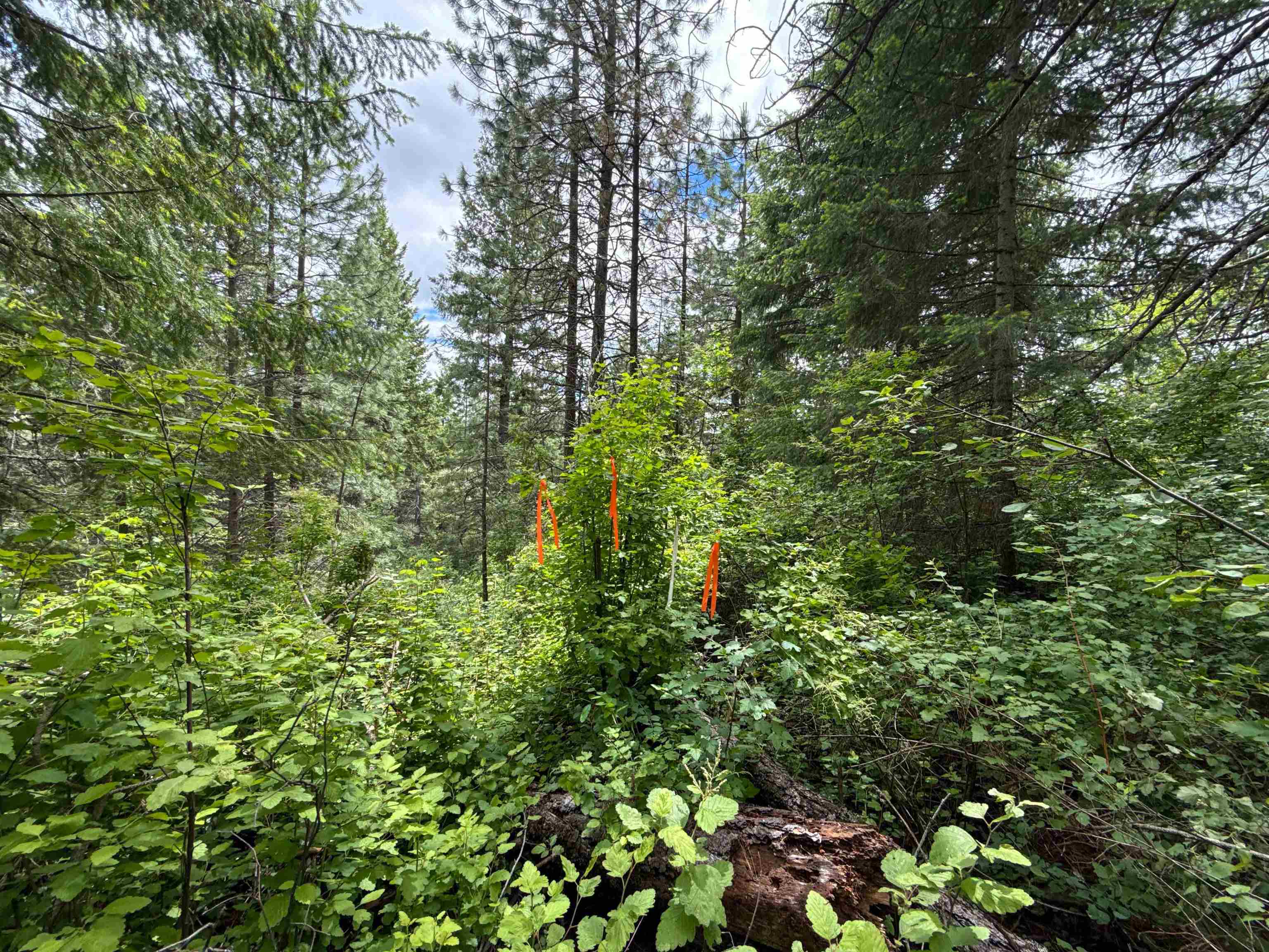 NKA Deer Ln - Photo 15