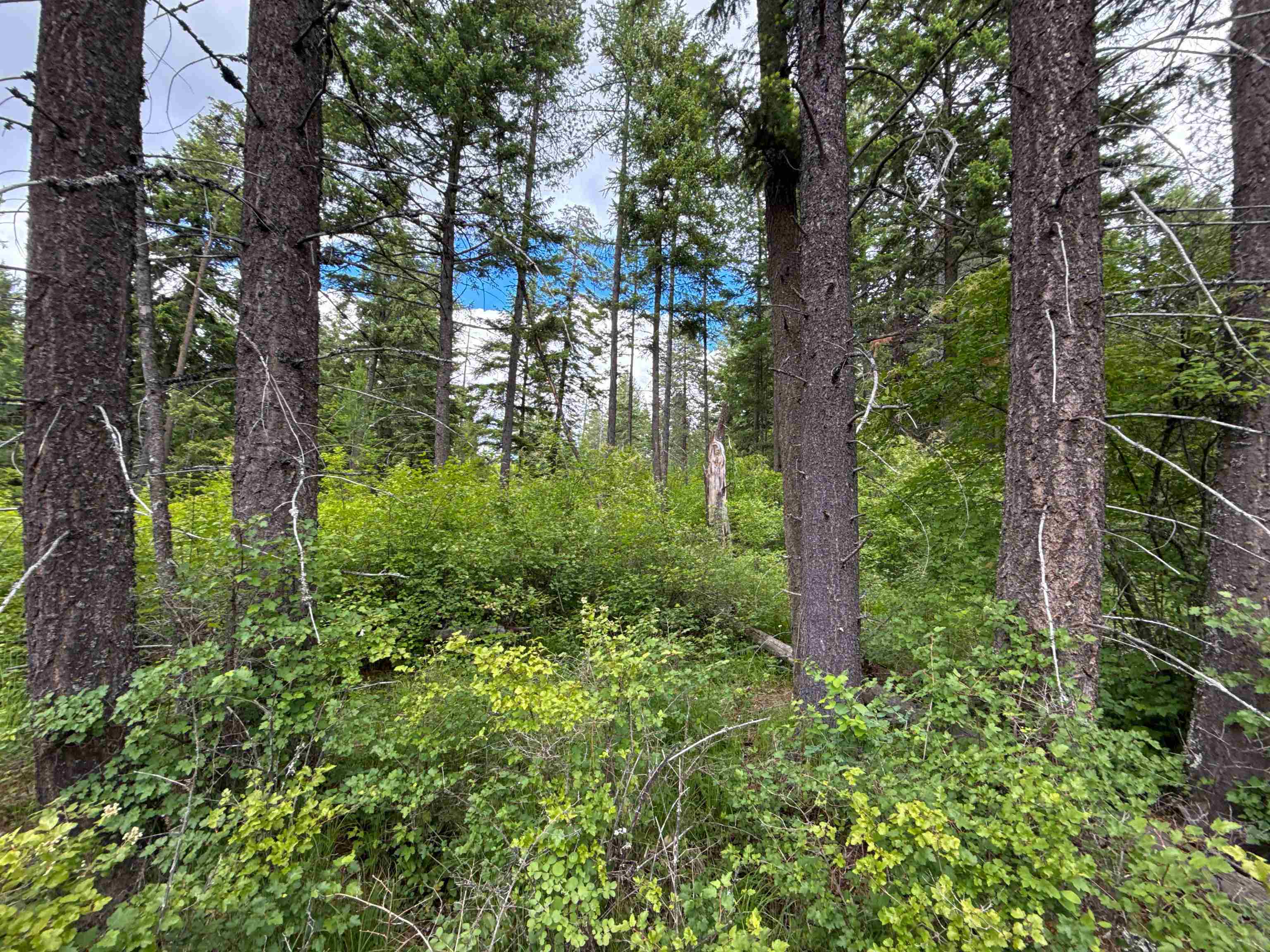 NKA Deer Ln - Photo 24