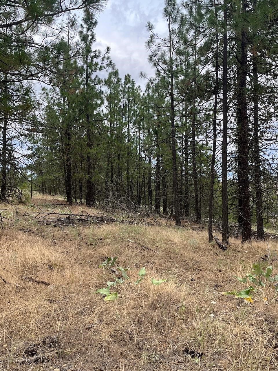 31676 Sontag Ridge E Dr - Photo 4