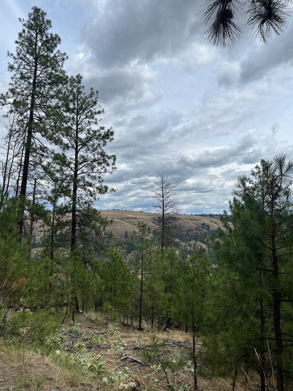 31676 Sontag Ridge E Dr - Photo 12