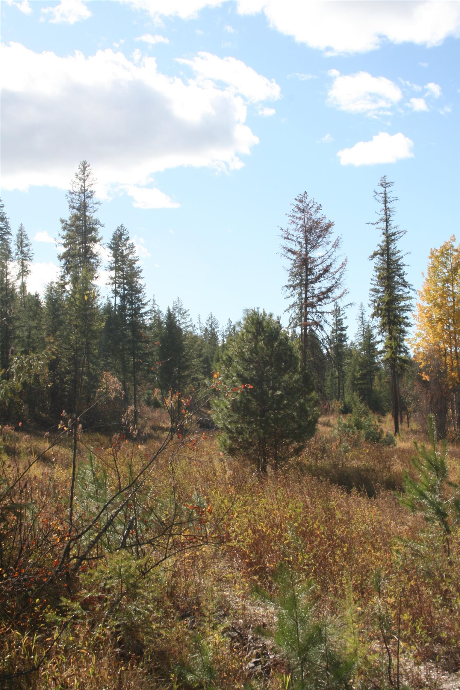 3673 Little Sweden Rd - Photo 9