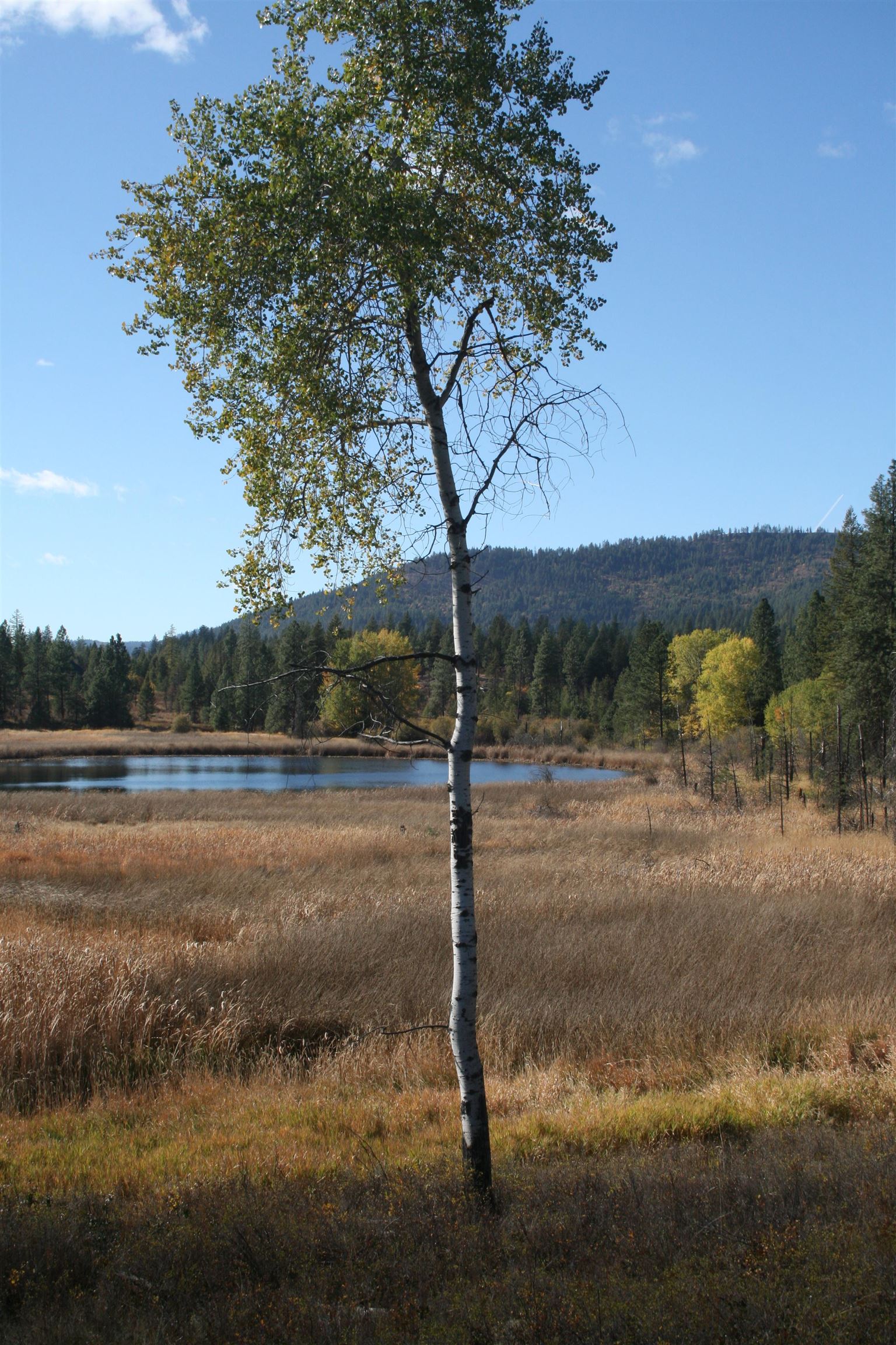 3673 Little Sweden Rd - Photo 12
