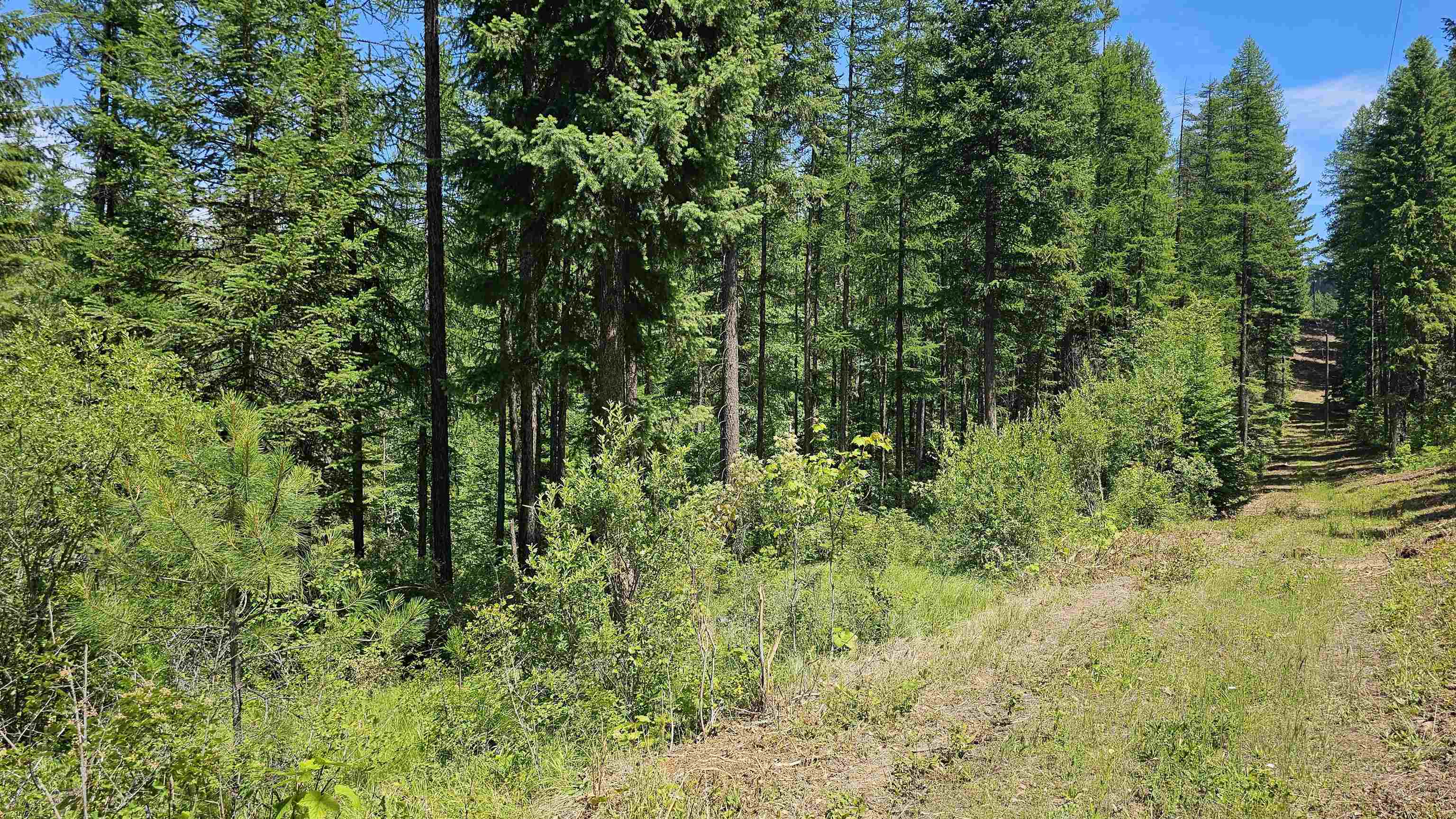 432X Bussard Lake Rd - Photo 11