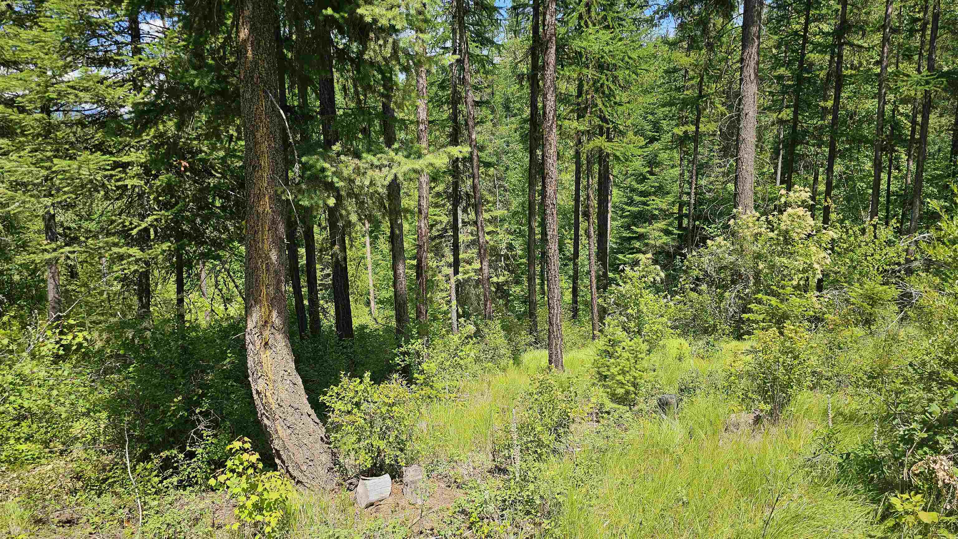432X Bussard Lake Rd - Photo 12