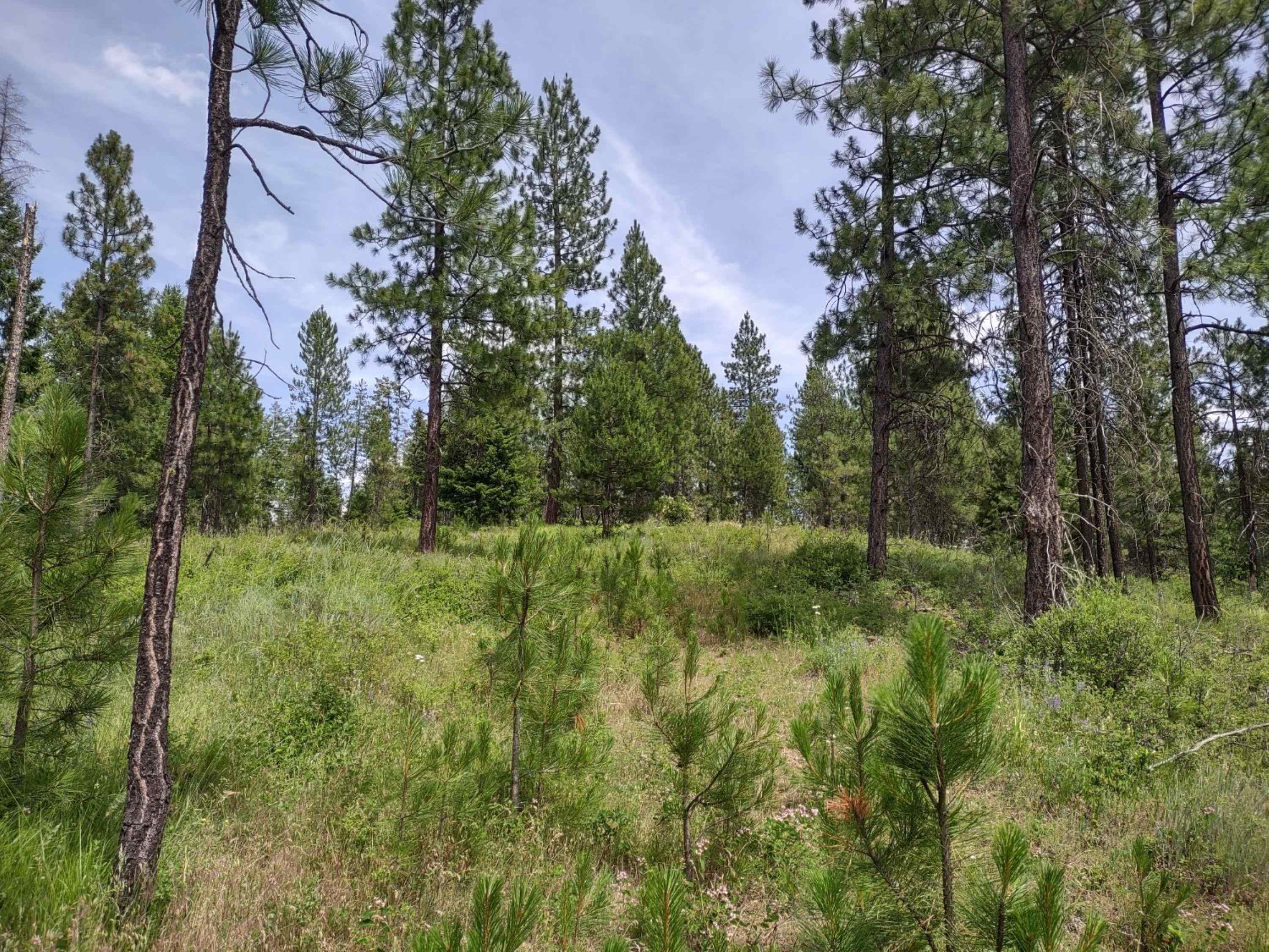 xx Springdale Hunters Hwy - Photo 16