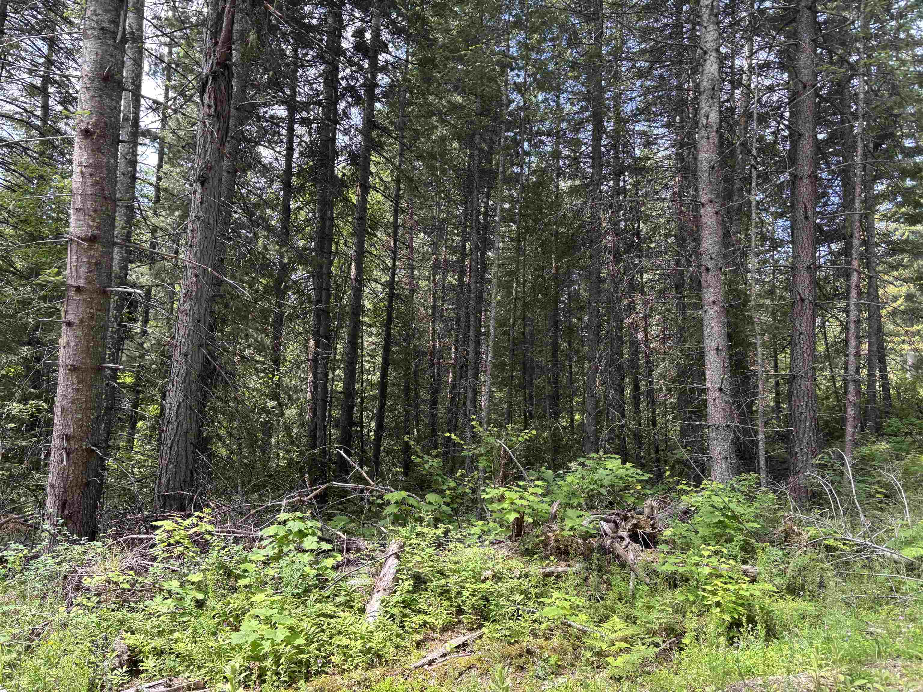 XXX N Deer Ln - Photo 8