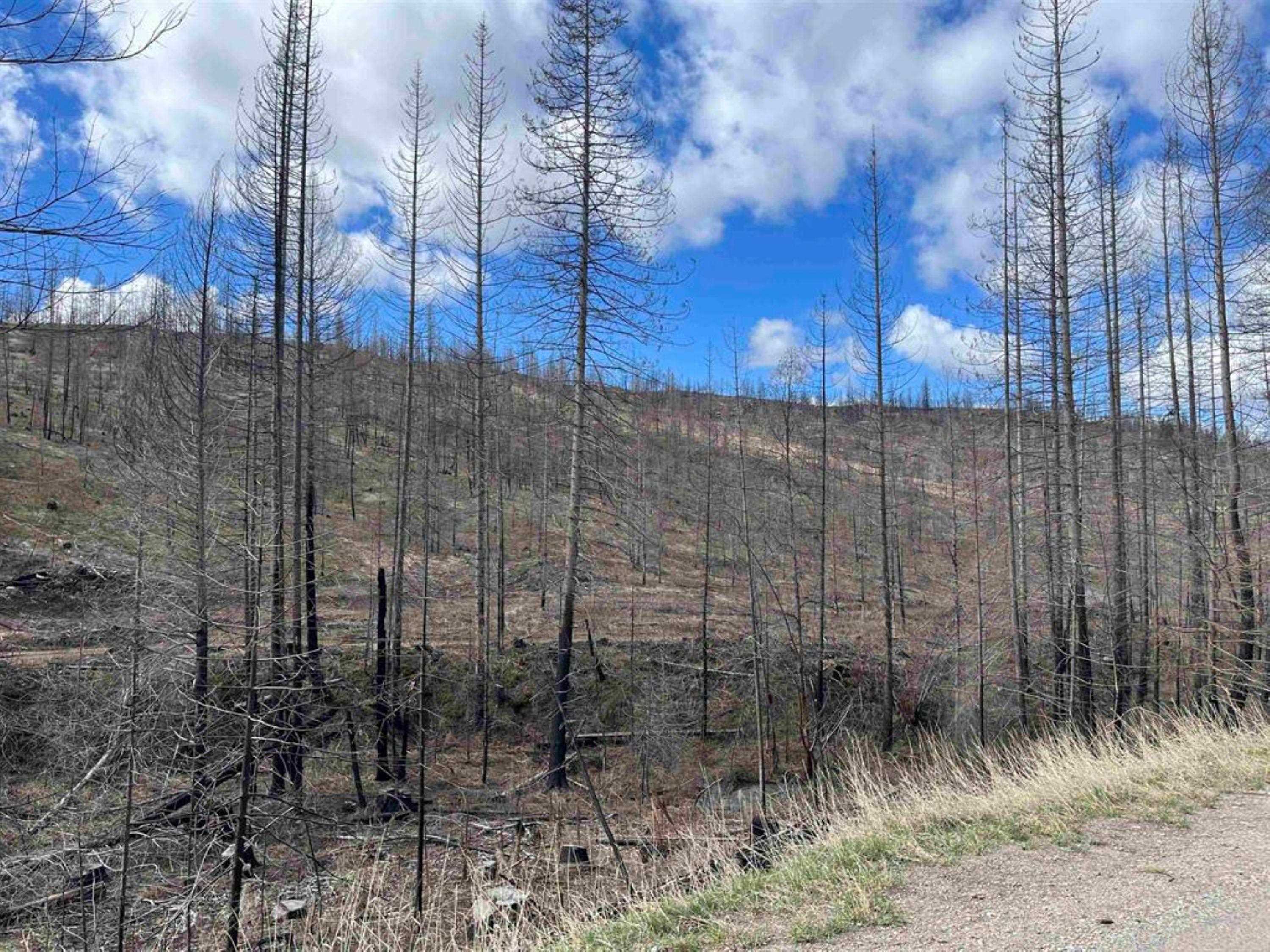 Lot 8 Rail Canyon Rd - Photo 8