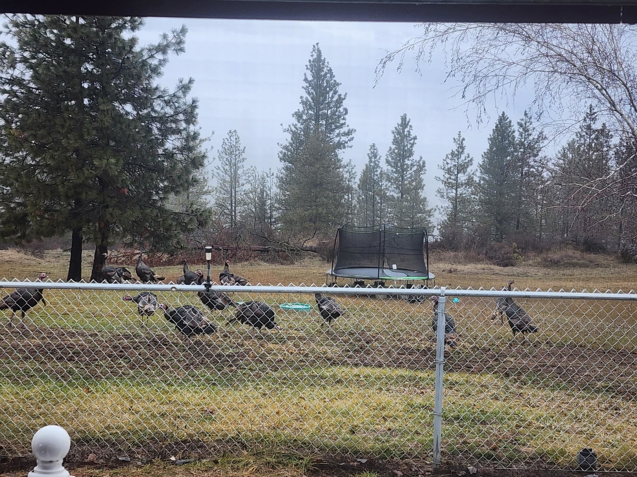27877 Wild Turkey E Ln - Photo 42
