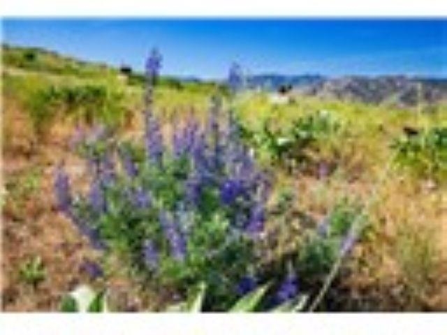 xxx Sawtooth View Rd - Photo 8