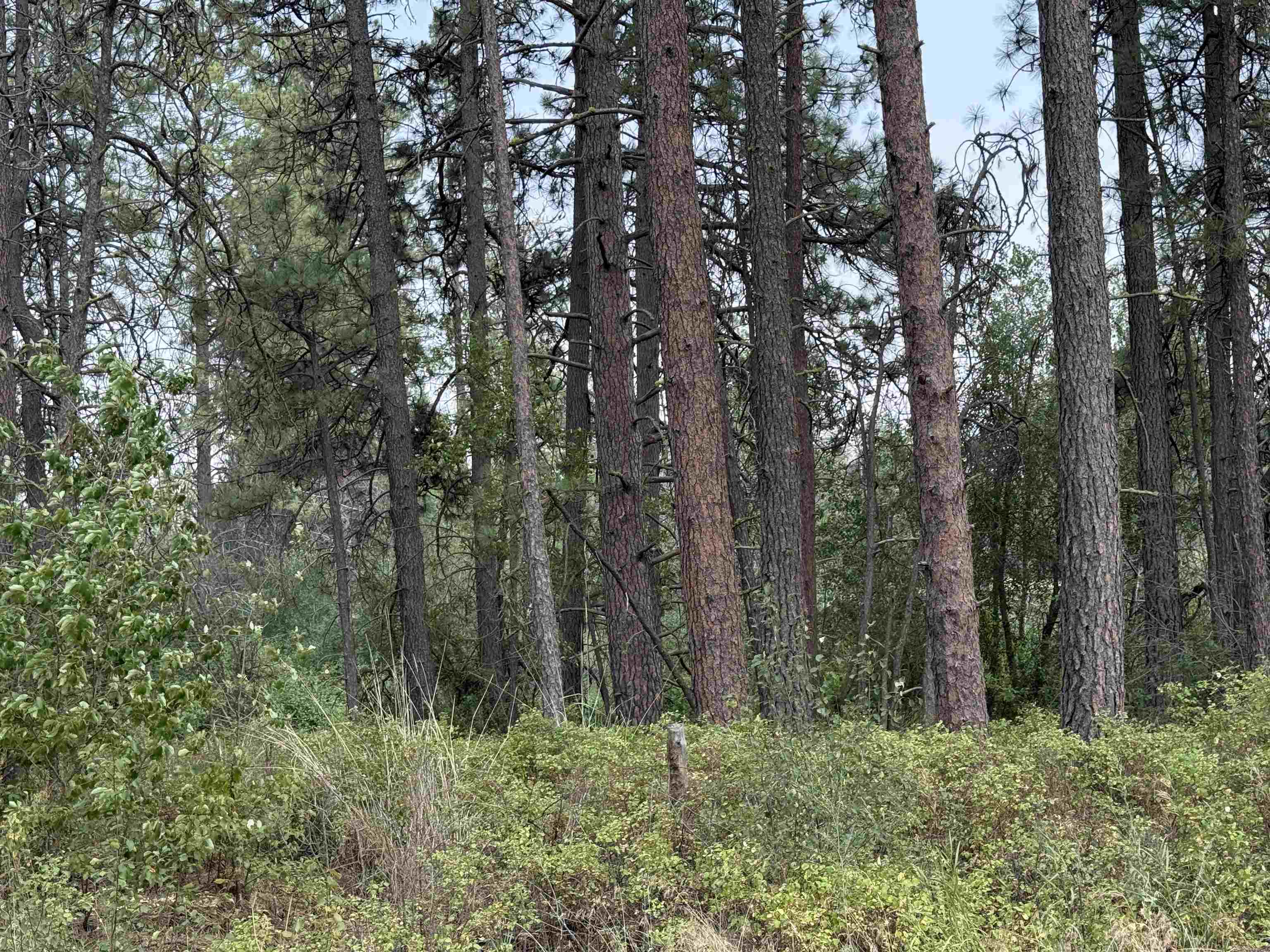 5.11 AC W Malloy Prairie Rd - Photo 17