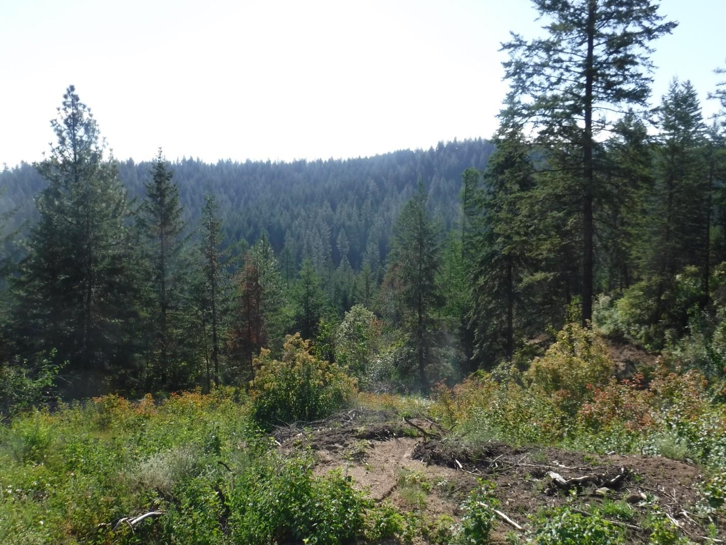 Lot 2 Moose Ridge Way - Photo 4
